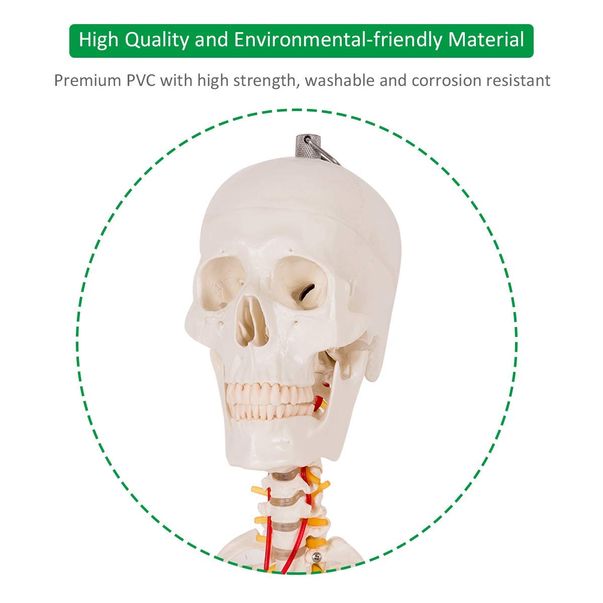 HAPPYGRILL 5.9FT Human Anatomical Skeleton Model - Life Size Full Body Skeleton with Rolling Stand for Medical Teaching, Halloween Decor, and Science Classroom Display