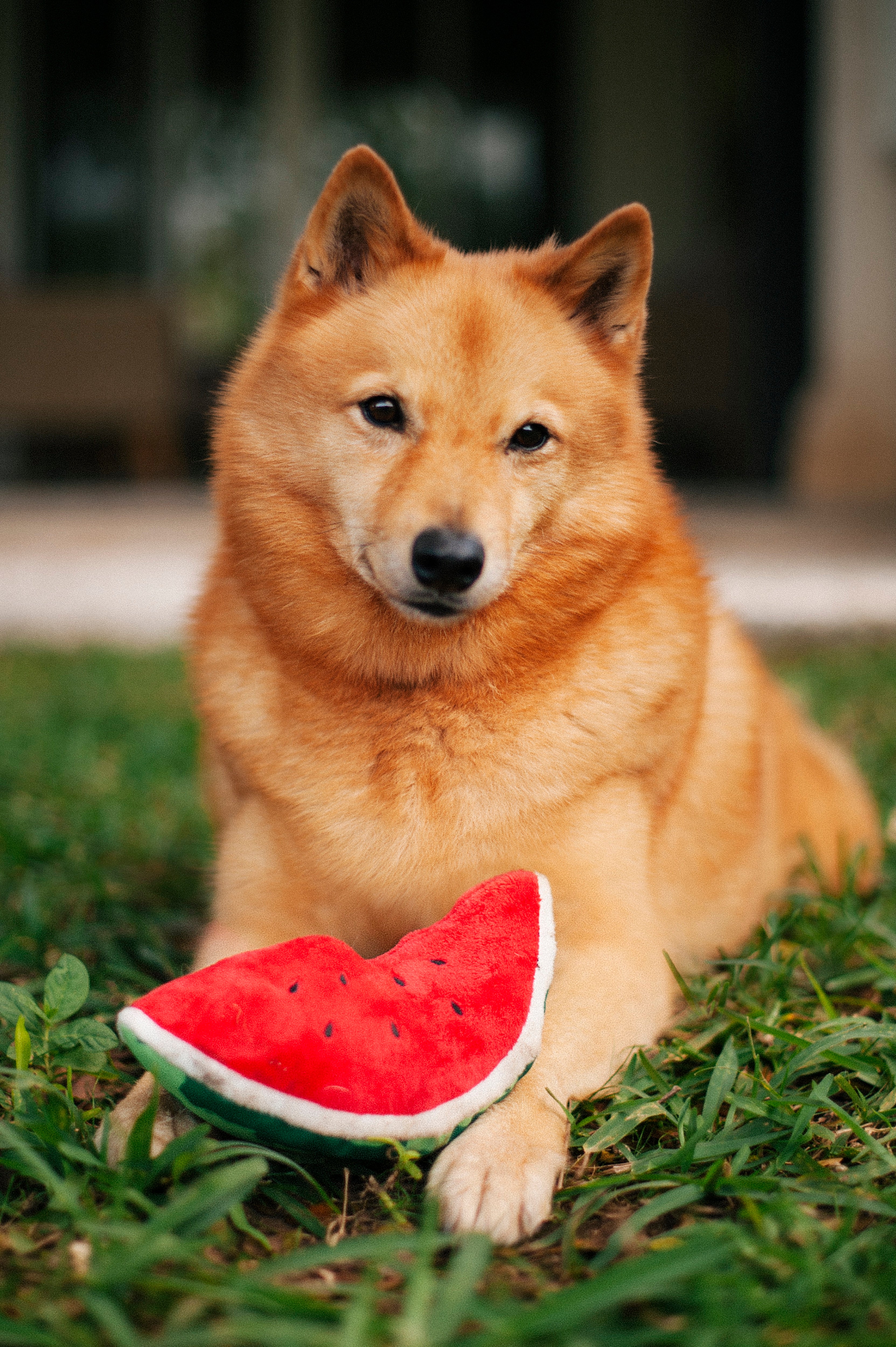 Tropical Paradise™ Watermelon Dog Plush Toy - Durable & Fun Chew Toy for Small & Large Dogs | Perfect for Playtime, Training & Cuddling | Pet P.L.A.Y.