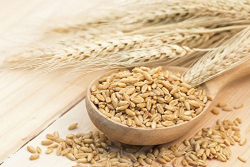 Organic Hulled Barley 25 lbs - Non-GMO, 100% Whole Grain, Kosher & Vegan Bulk Barley - High Fiber Superfood for Home Brewing, Grinding, Chili, Hot Cereal, Salads & Soup - Made in USA - Perfect for Healthy Cooking, Baking & Meal Prep