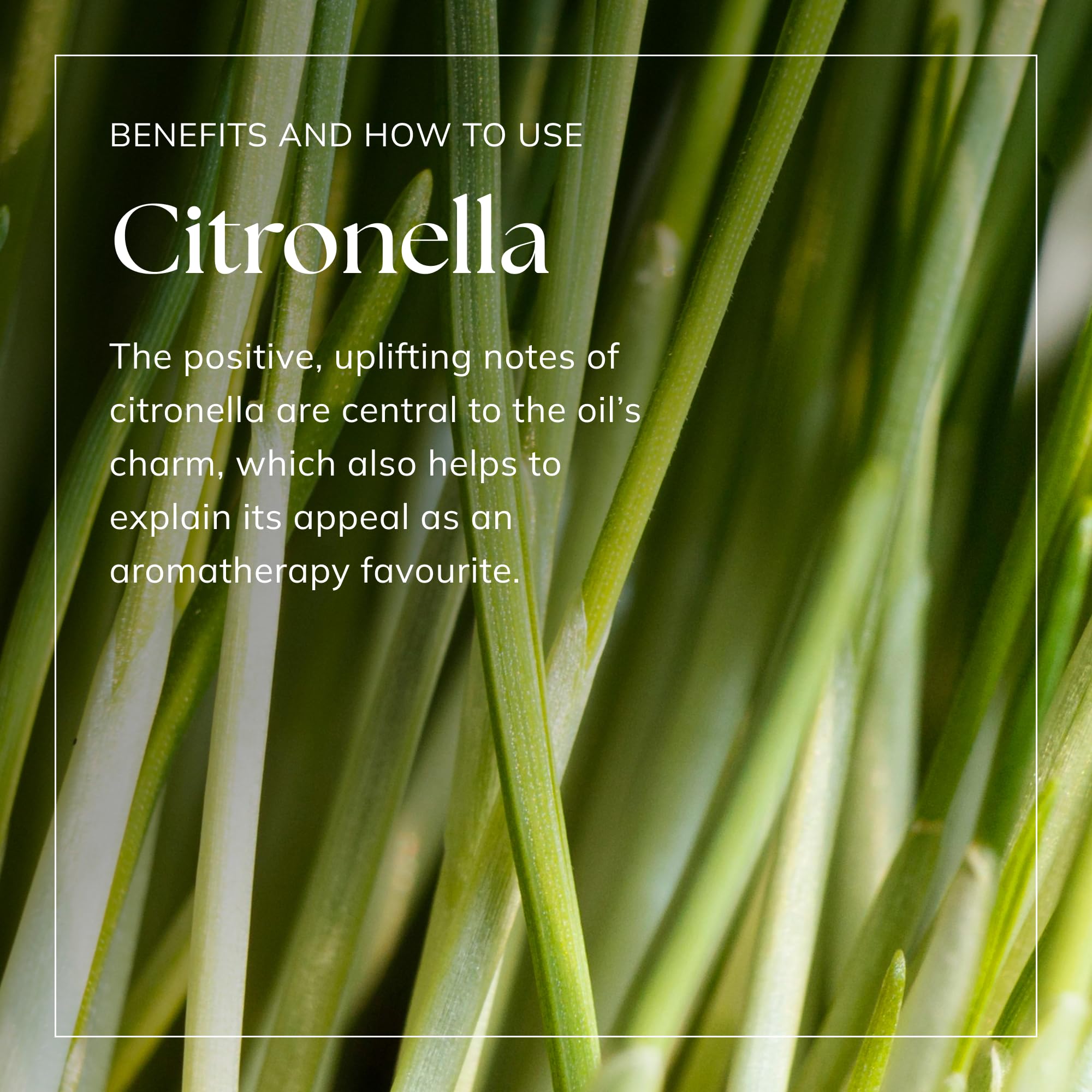Nikura Citronella Essential Oil - 30ml | 100% Pure Natural Oil for Candle Making, Wax Melts, Aromatherapy & Soap Making | Vegan, Chemical-Free | Perfect for Outdoor Use, Mosquito Repellent & Home Fragrance