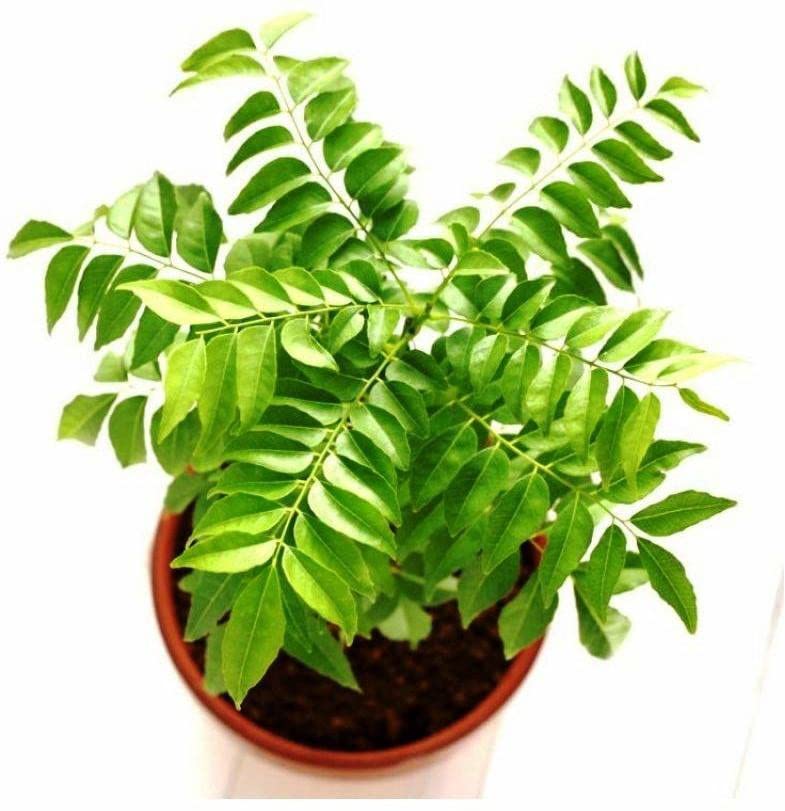 Organic Curry Leaf Plant (Murraya Koenigii) - Fresh Kadi Patta for Cooking | Perfect for Indian Curry, Soups & Ayurvedic Recipes | Indoor/Outdoor Herb Garden