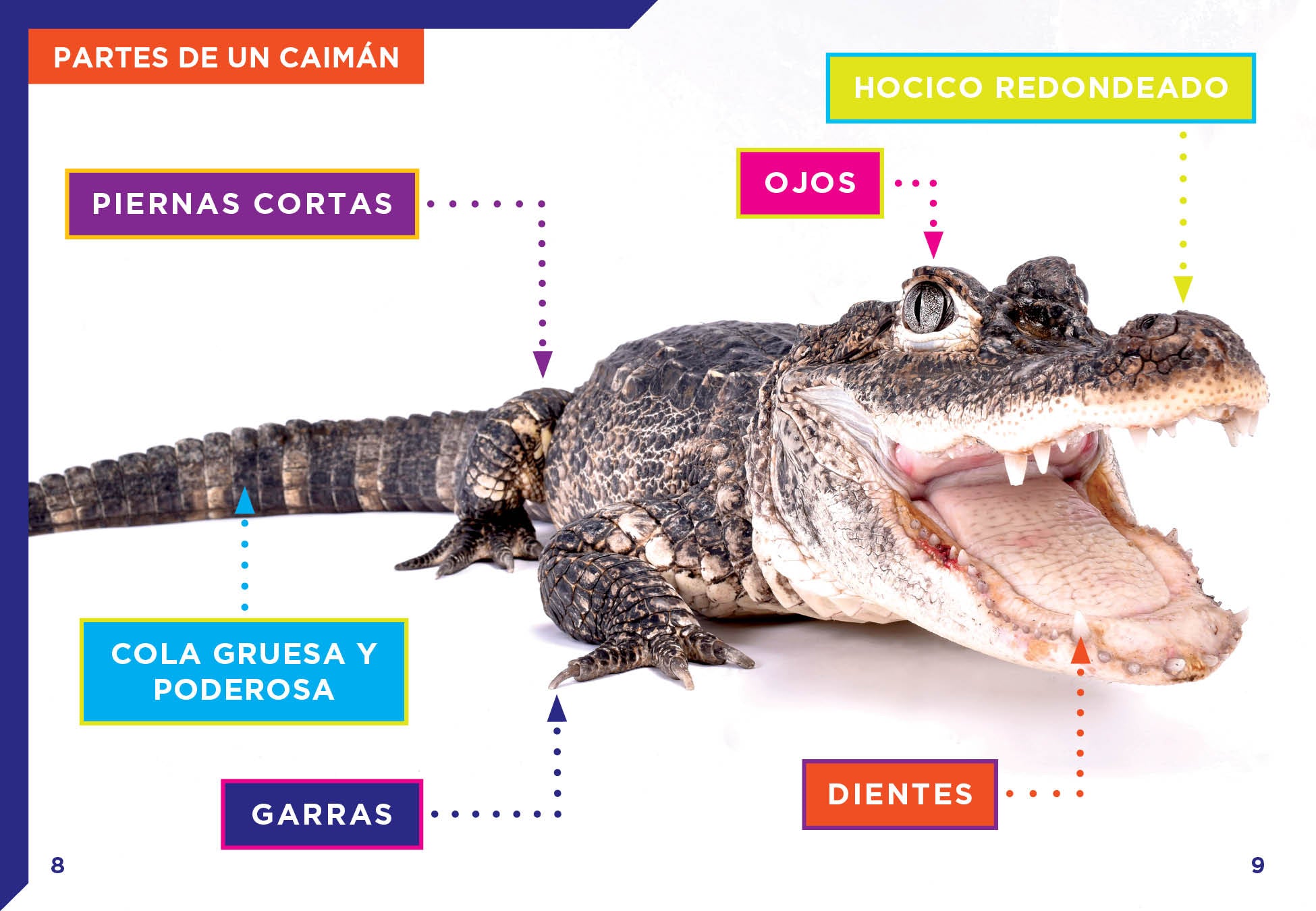 Los Caimanes Book 9781623109578 - Alligators & Crocodiles Wildlife Guide for Nature Enthusiasts - Perfect for Outdoor Adventures & Educational Reading