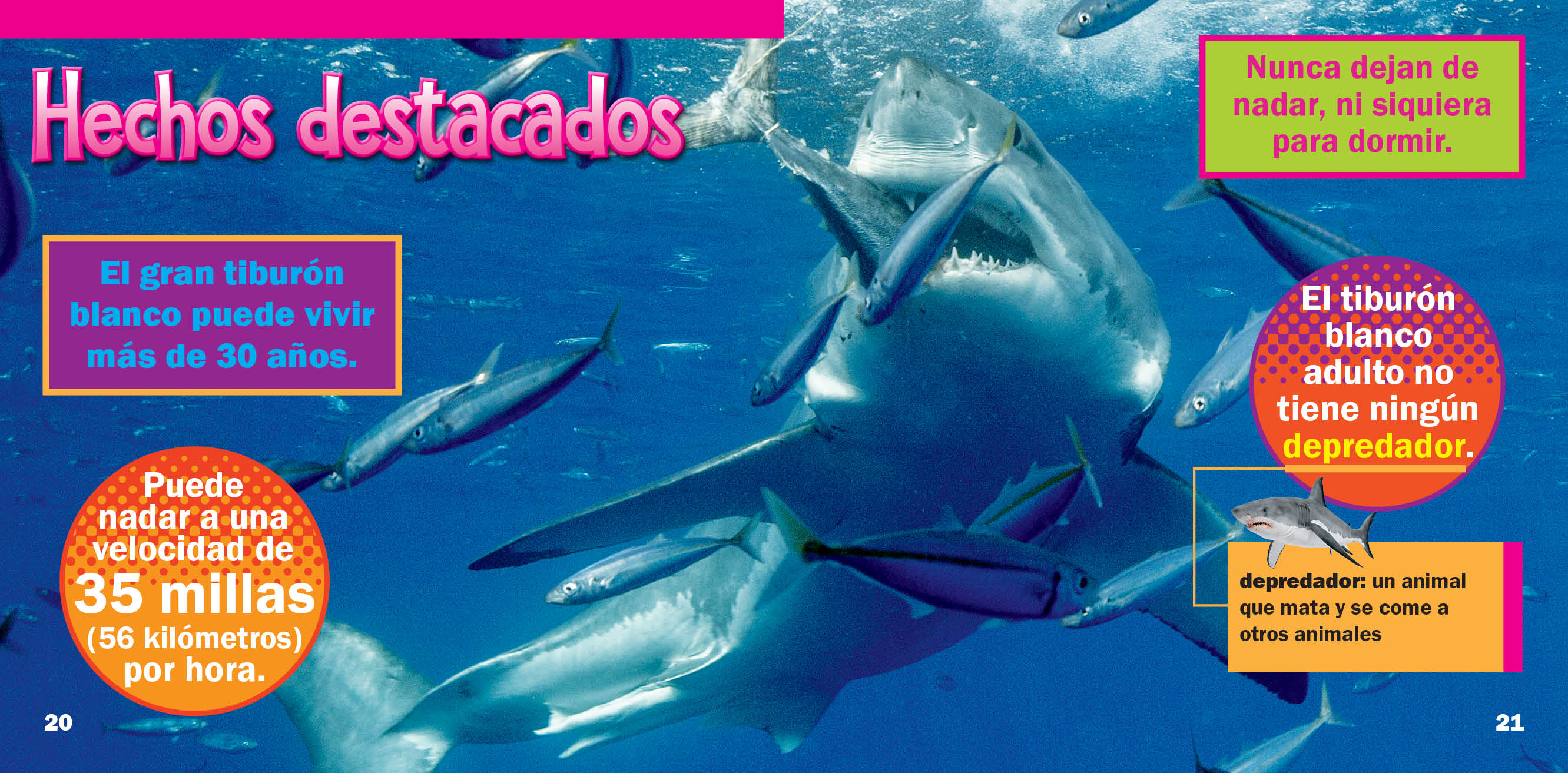 Great White Shark Toy - Realistic Detailed Figure for Kids & Collectors - Perfect for Ocean-Themed Play, Educational Learning & Home Decor