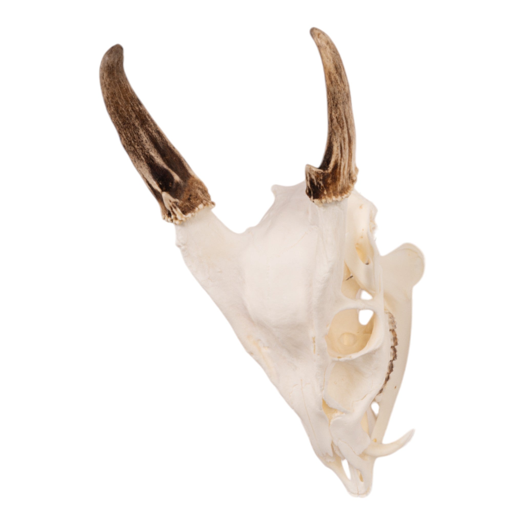 Real Reeve's Muntjac Skull with Mandible - Authentic Deer Skull Specimen for Taxidermy, Science Education & Gothic Home Decor | Perfect for Biology Classrooms, Hunting Cabin Displays & Oddity Collections