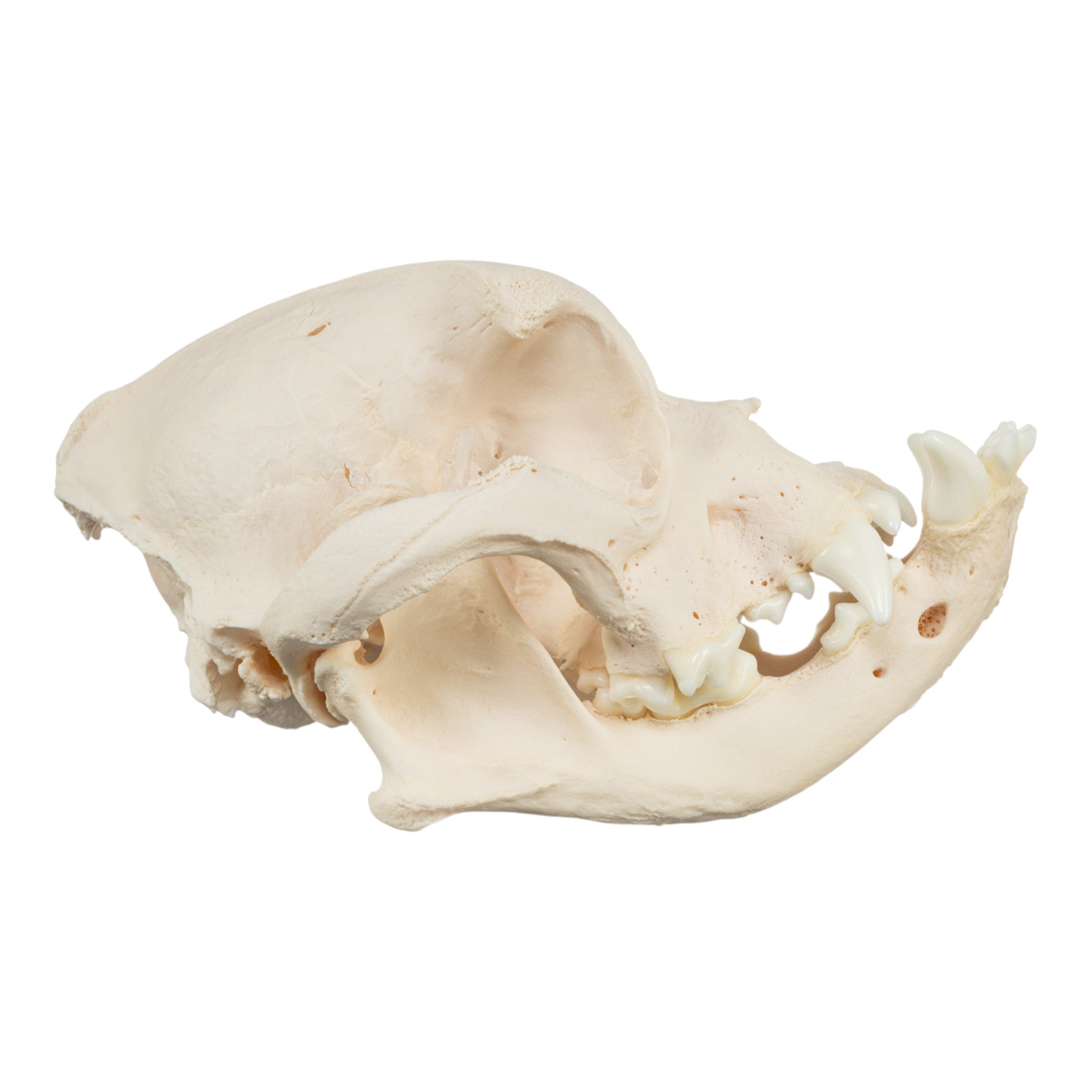 Authentic English Bulldog Skull - Real Domestic Dog Skull Specimen for Veterinary Study & Pathology Research | Perfect for Veterinary Students, Taxidermy Collectors, and Medical Education