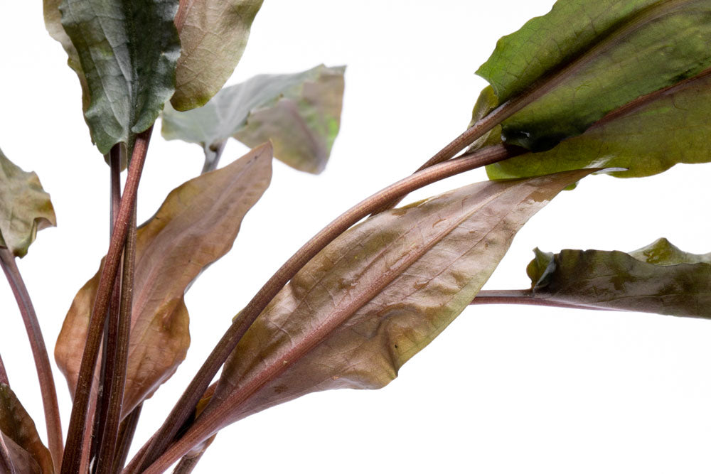 Cryptocoryne Hudoroi Live Aquarium Plant - Easy Care Aquatic Plant for Fish Tanks & Aquascaping | Perfect for Freshwater Aquariums, Shrimp Tanks & Planted Tanks