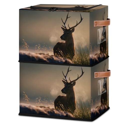 Animal Deer Forest Scenery
