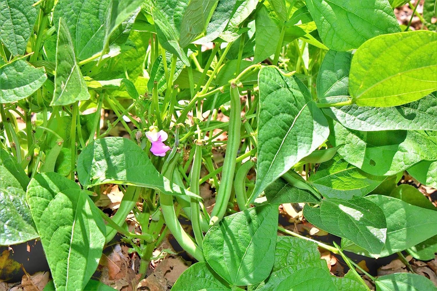 Organic CHILLATAI Bean Seeds for Home & Terrace Gardening - Non-GMO, Heirloom Variety - 20 Seeds Pack for Fresh Salads, Soups & Healthy Cooking