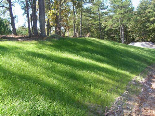 Premium Sahara Bermuda Grass Seed - 1 Lbs Bulk (Covers 1000 sq ft) | Drought-Resistant Lawn Grass for Golf Courses, Sports Fields & Home Landscaping