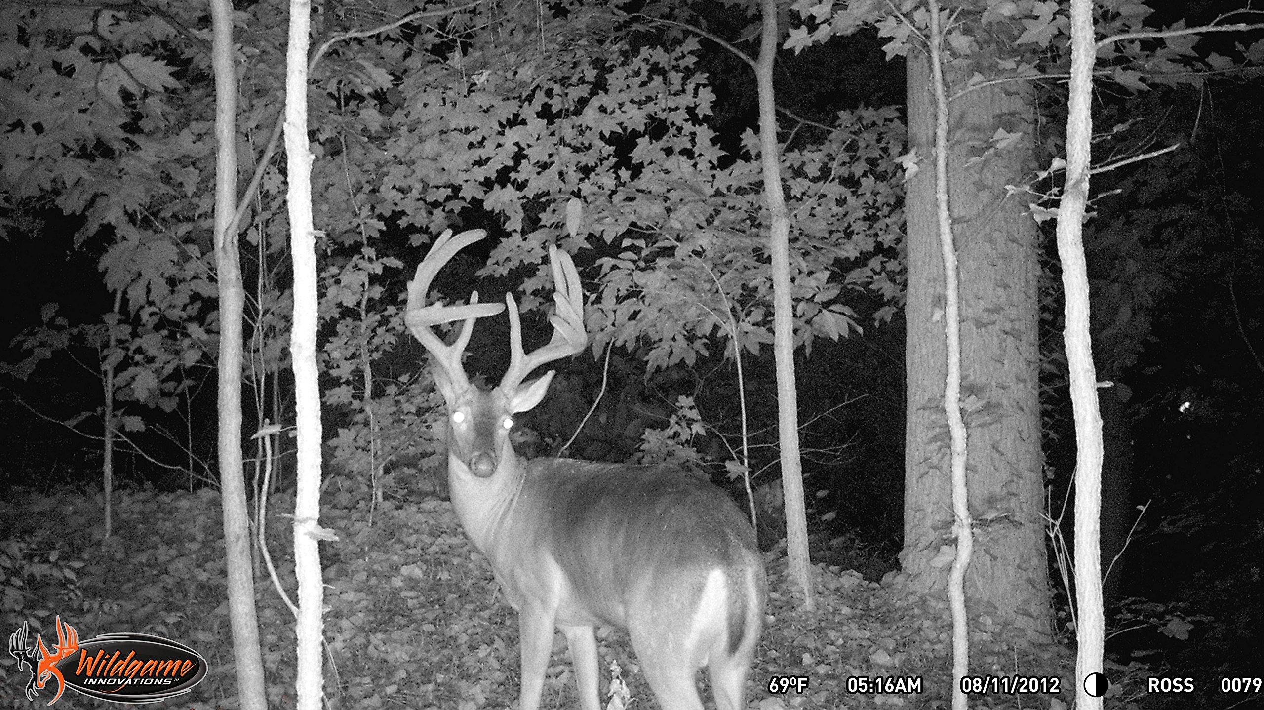 Wildgame Innovations Illusion 8 Lightsout Trail Camera - 8MP HD Game Hunting Camera with Night Vision, Motion Detection & Waterproof Design for Wildlife Monitoring & Outdoor Security