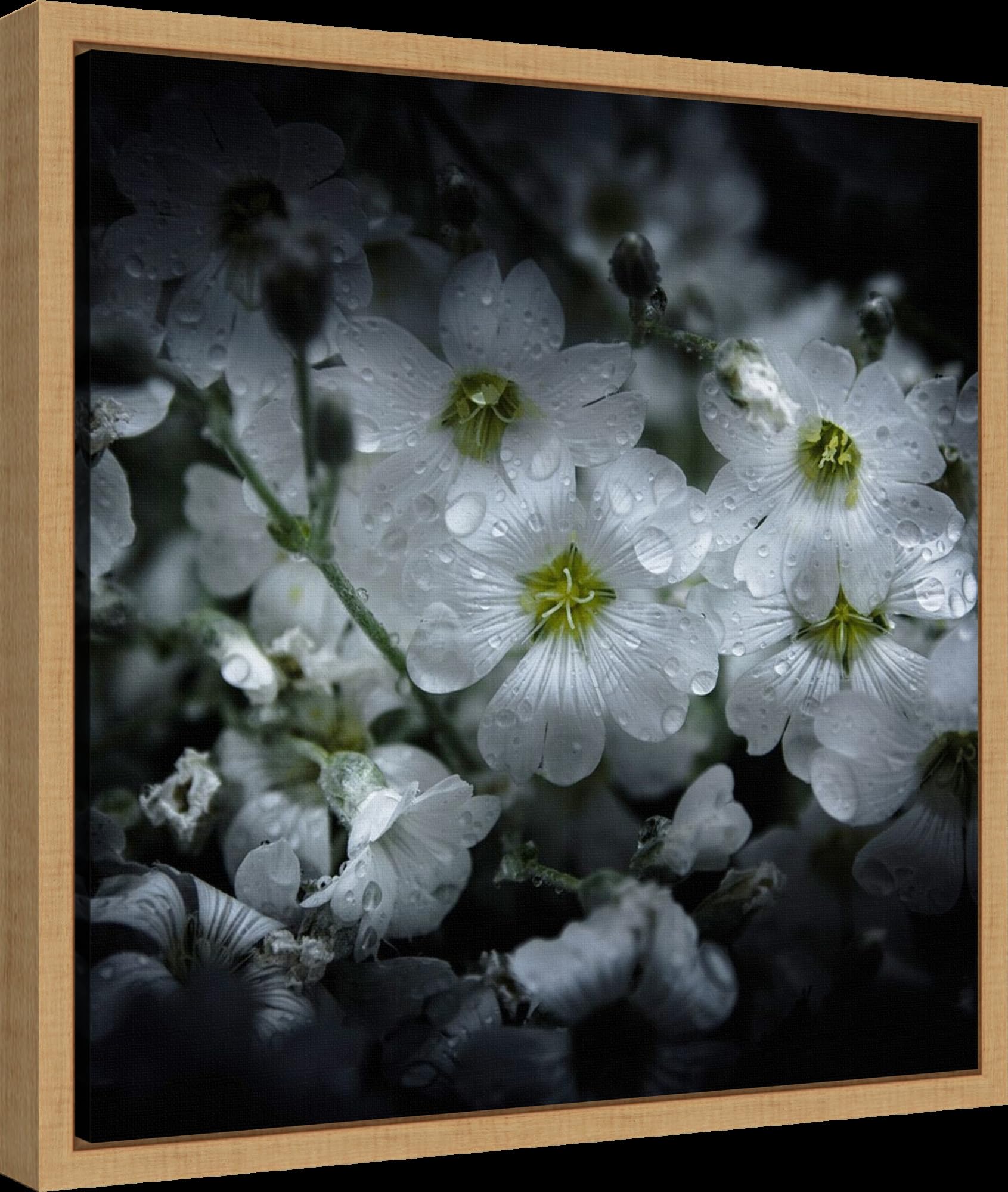 Amanti Art Framed Canvas Wall Art 16x16 - White Petunia Floral Painting by Brian Carson, Nature Inspired Framed Canvas Artwork, Modern Home Decor for Living Room, Bedroom, Office | Perfect for Housewarming Gifts & Interior Design