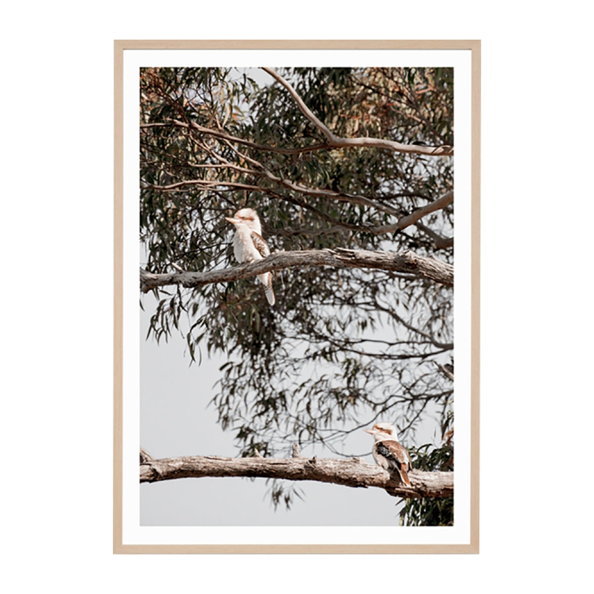 Kookaburra Perch Framed Print - Australian Wildlife Wall Art Decor for Living Room, Bedroom & Office