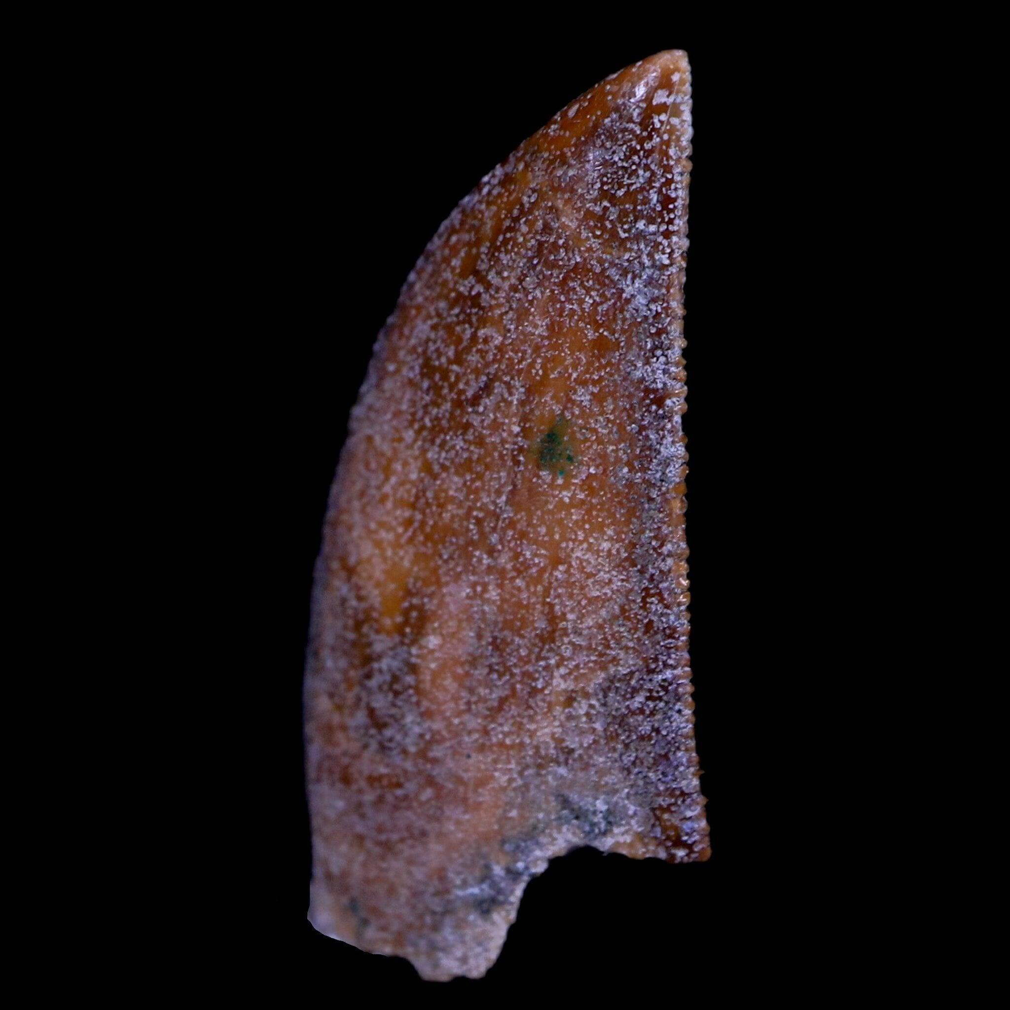 Authentic Majungasaurus Serrated Dinosaur Tooth Fossil from Madagascar - Cretaceous Period with COA - Perfect for Paleontology Collections & Educational Displays