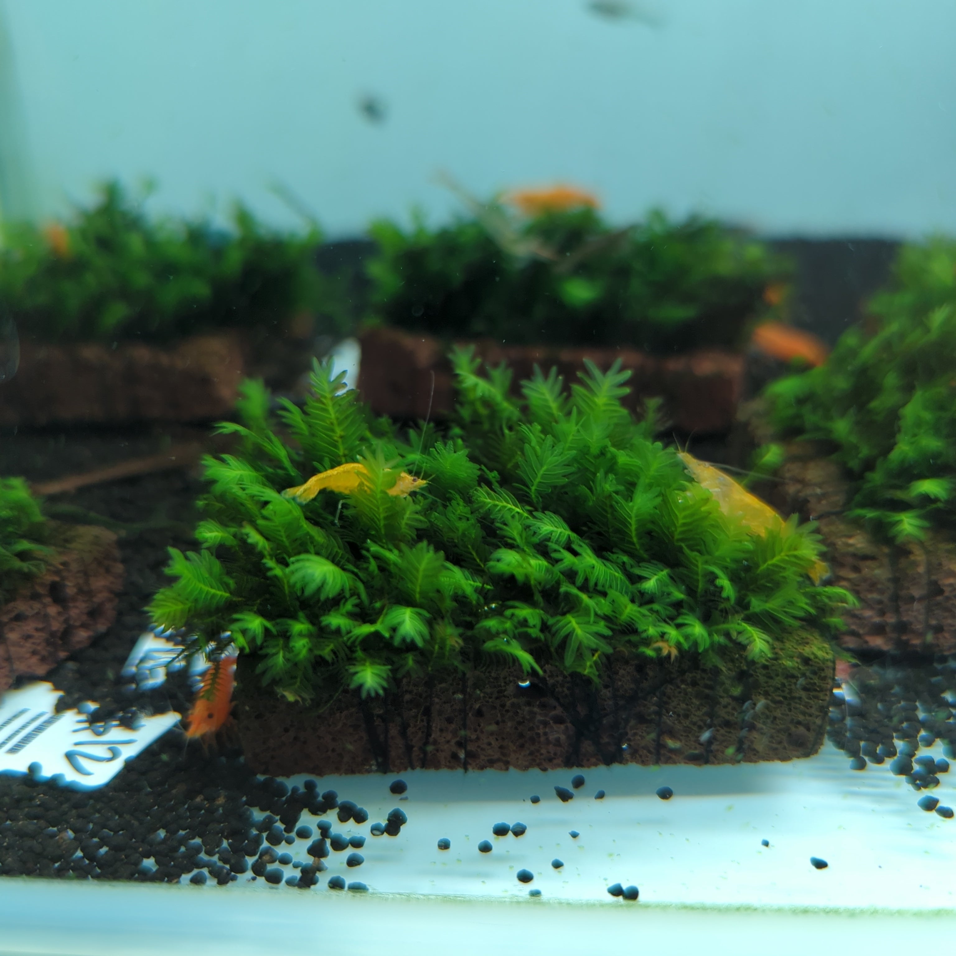 TCulture Fissidens Fontanus Moss on Volcano Slate (7x7cm) - Perfect for Aquascaping, Nano Tanks & Aquatic Plant Displays