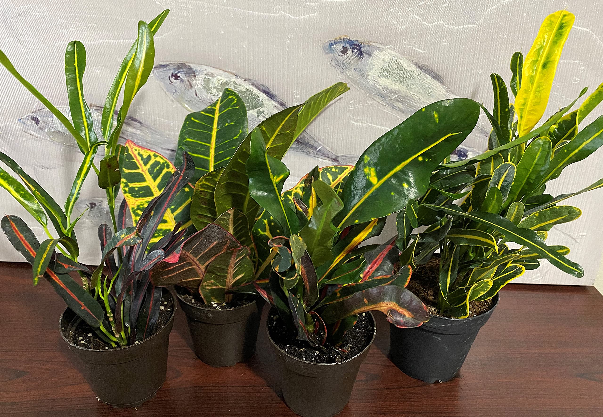 4 Live Tropical Croton Plants (Codiaeum Mammy, Petra, Luna, Banana) in 4 Inch Pots - Colorful Indoor & Outdoor Houseplants for Home, Office, or Garden Decor