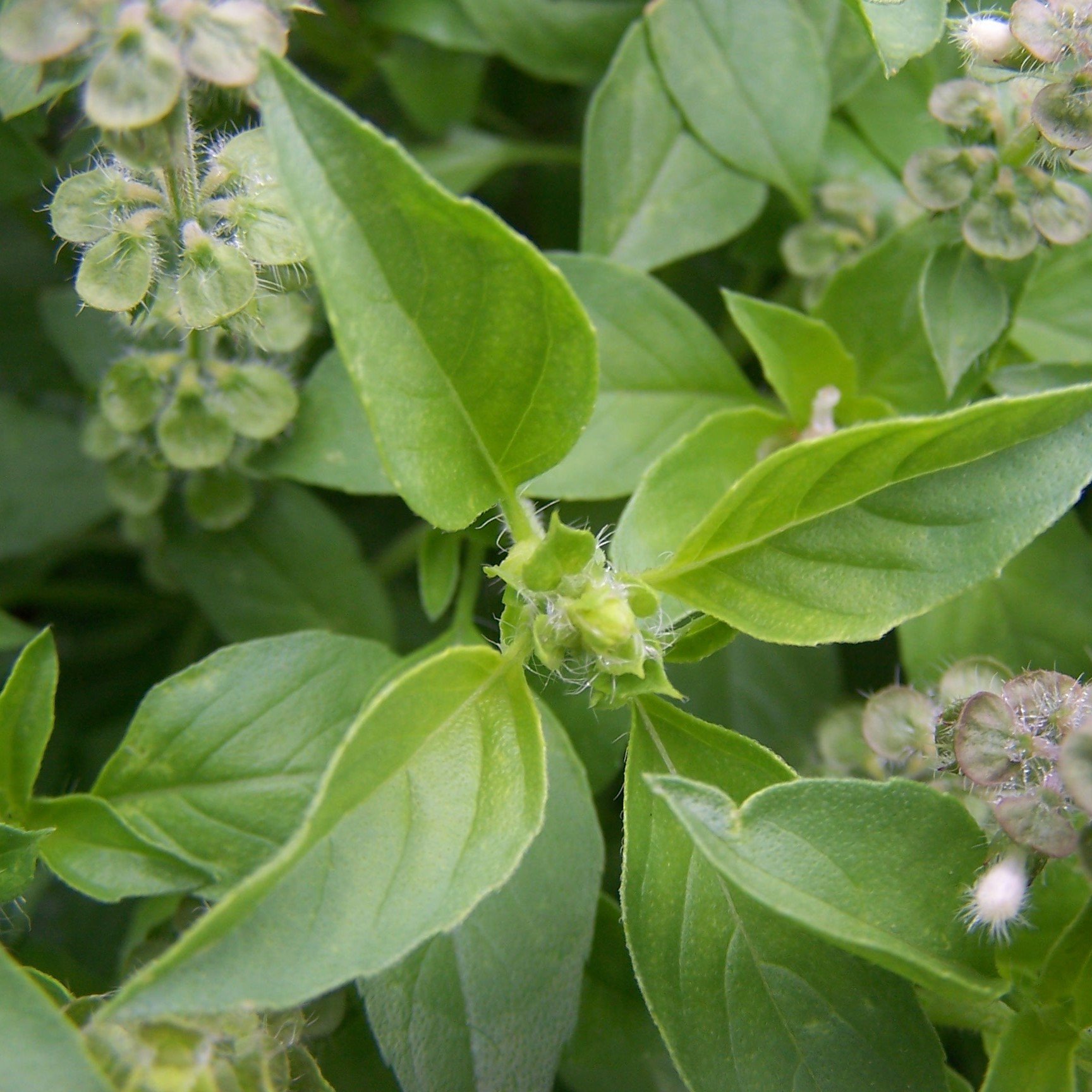 Organic Thai Basil Seeds (Ocimum canum) - 40 Count Capsule for Planting - Grow Fresh Hairy Lemon Basil at Home - Perfect for Asian Cooking, Herb Gardens & Indoor Planting