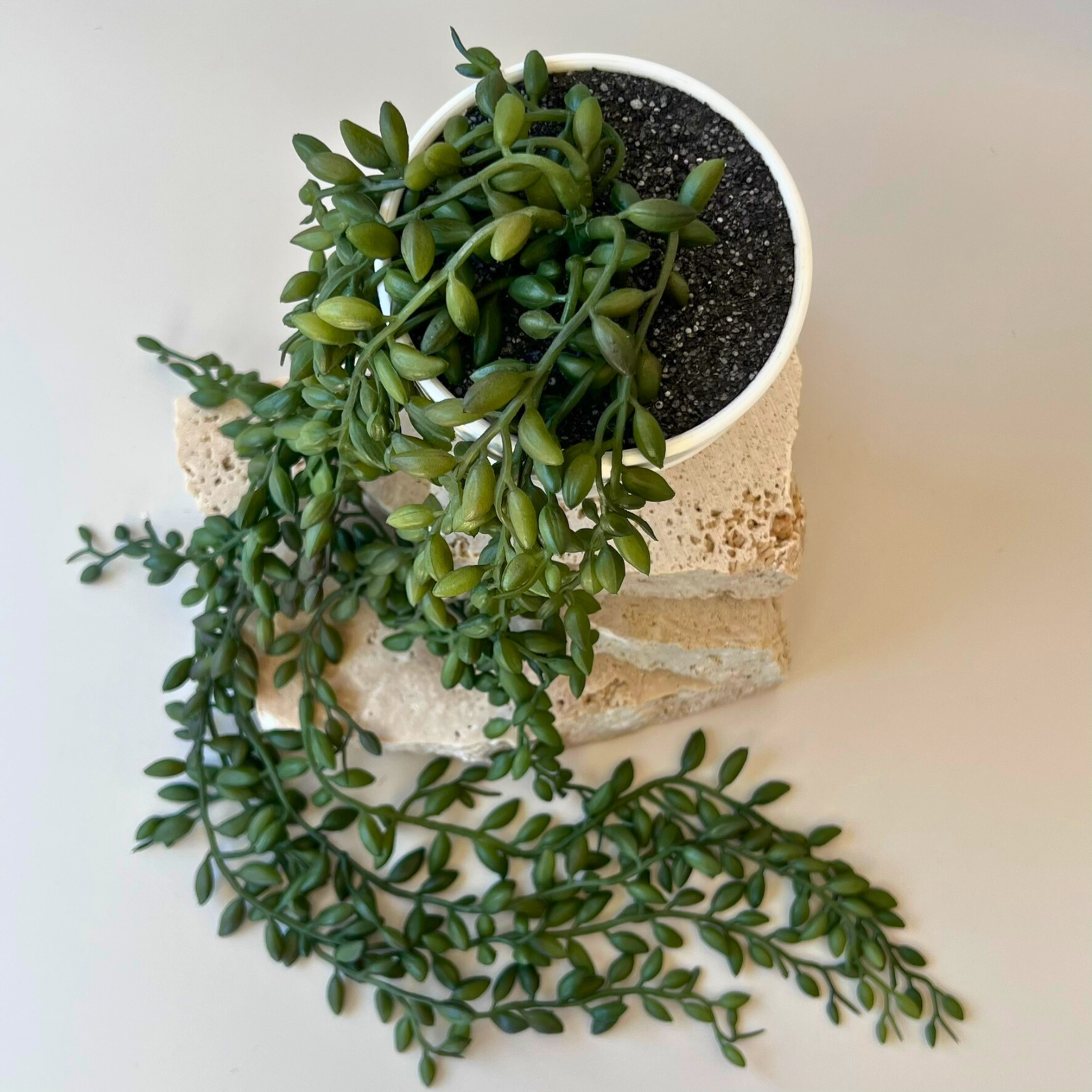 Artificial String of Pearls Trailing Plant - 55cm Hanging Succulent for Home Decor, Office, Wedding & Indoor Greenery | Perfect for Shelves, Windowsills & Gift Giving