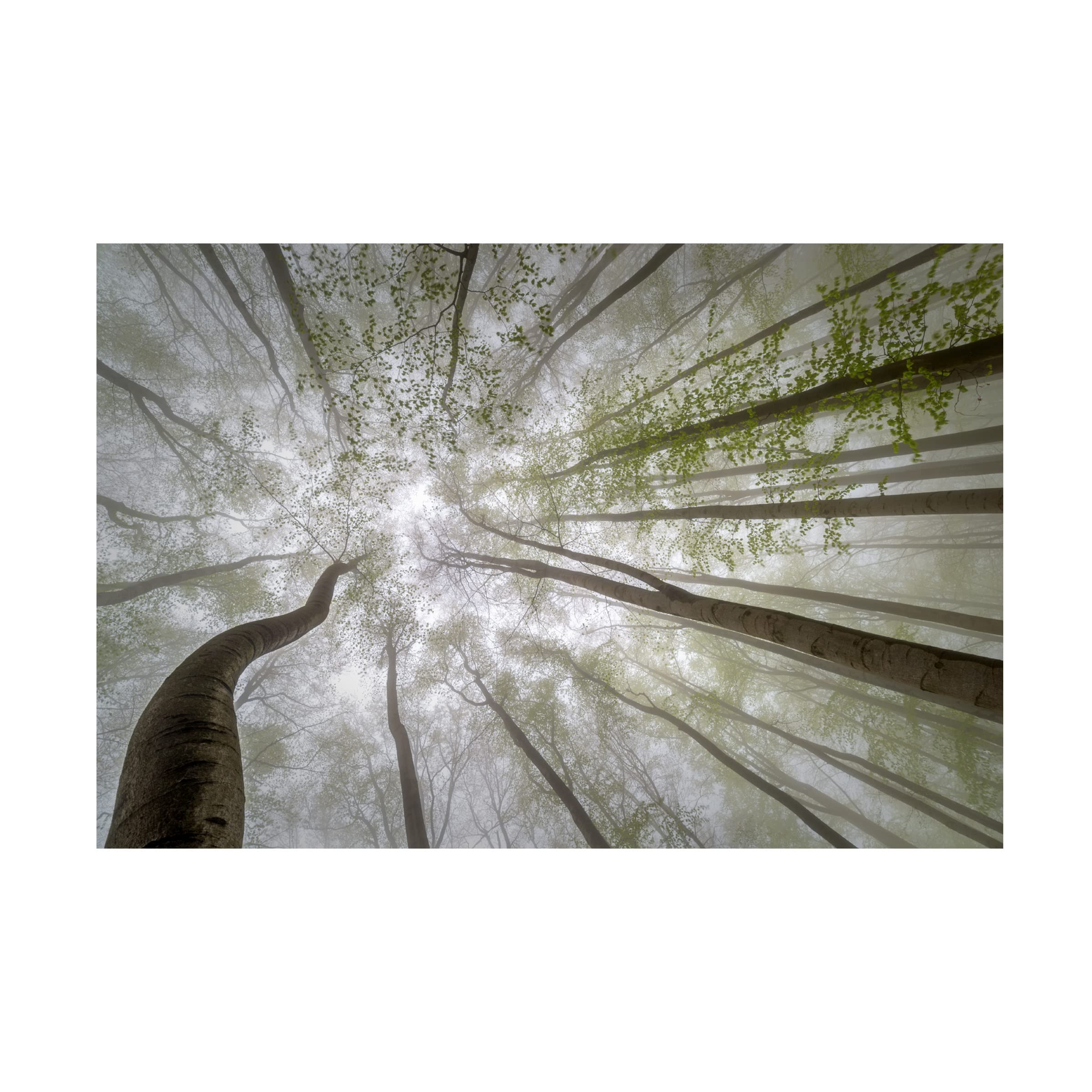 Trademark Fine Art 'Forest Views' Canvas Wall Art by Tom Pavlasek - Nature Landscape Painting for Living Room, Bedroom & Office Decor