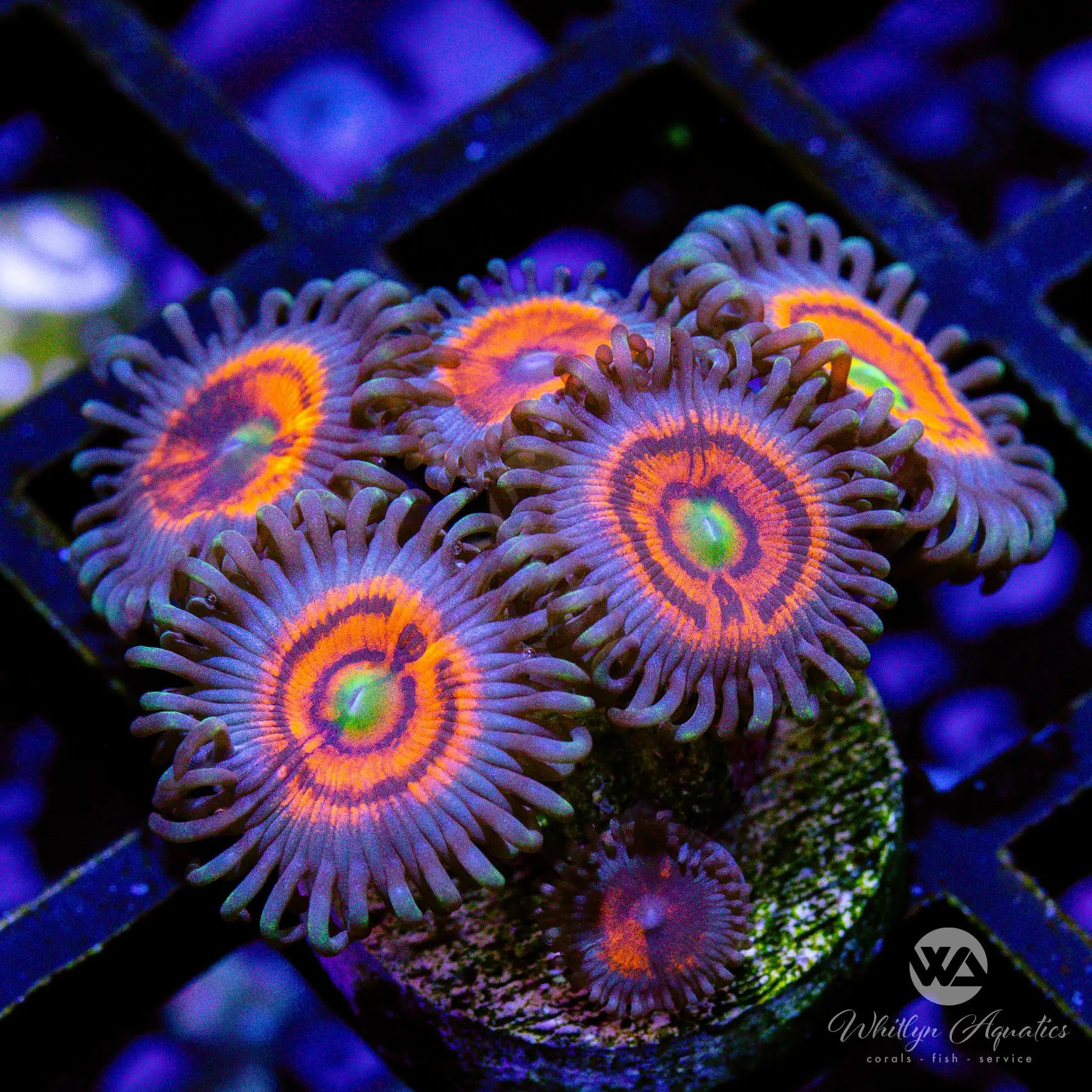 B37 Gobstopper Zoa Morph Coral - WYSIWYG Live Coral for Saltwater Aquariums | Perfect for Reef Tanks & Marine Displays
