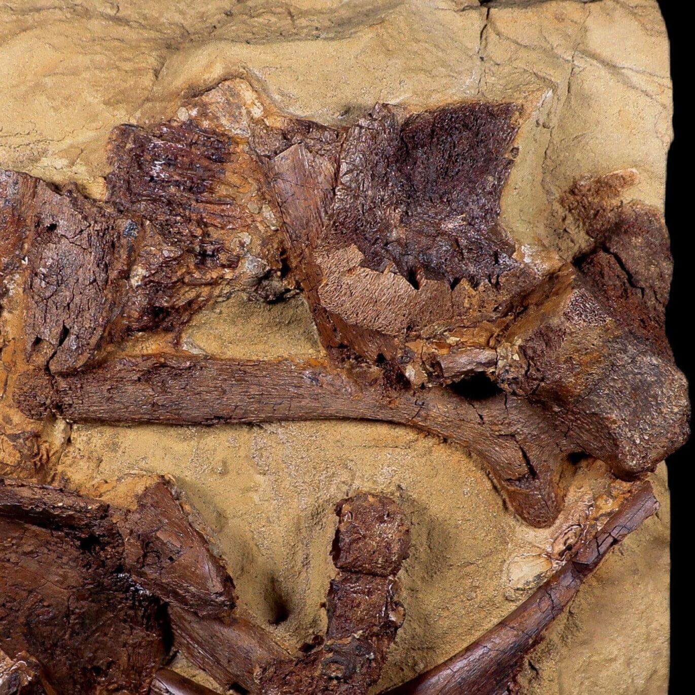 10 Authentic Edmontosaurus Fossils - Teeth, Jaw, Vertebrae & Tendons from Lance Creek, Wyoming | Dinosaur Fossil Collection for Paleontology Enthusiasts & Museum Displays