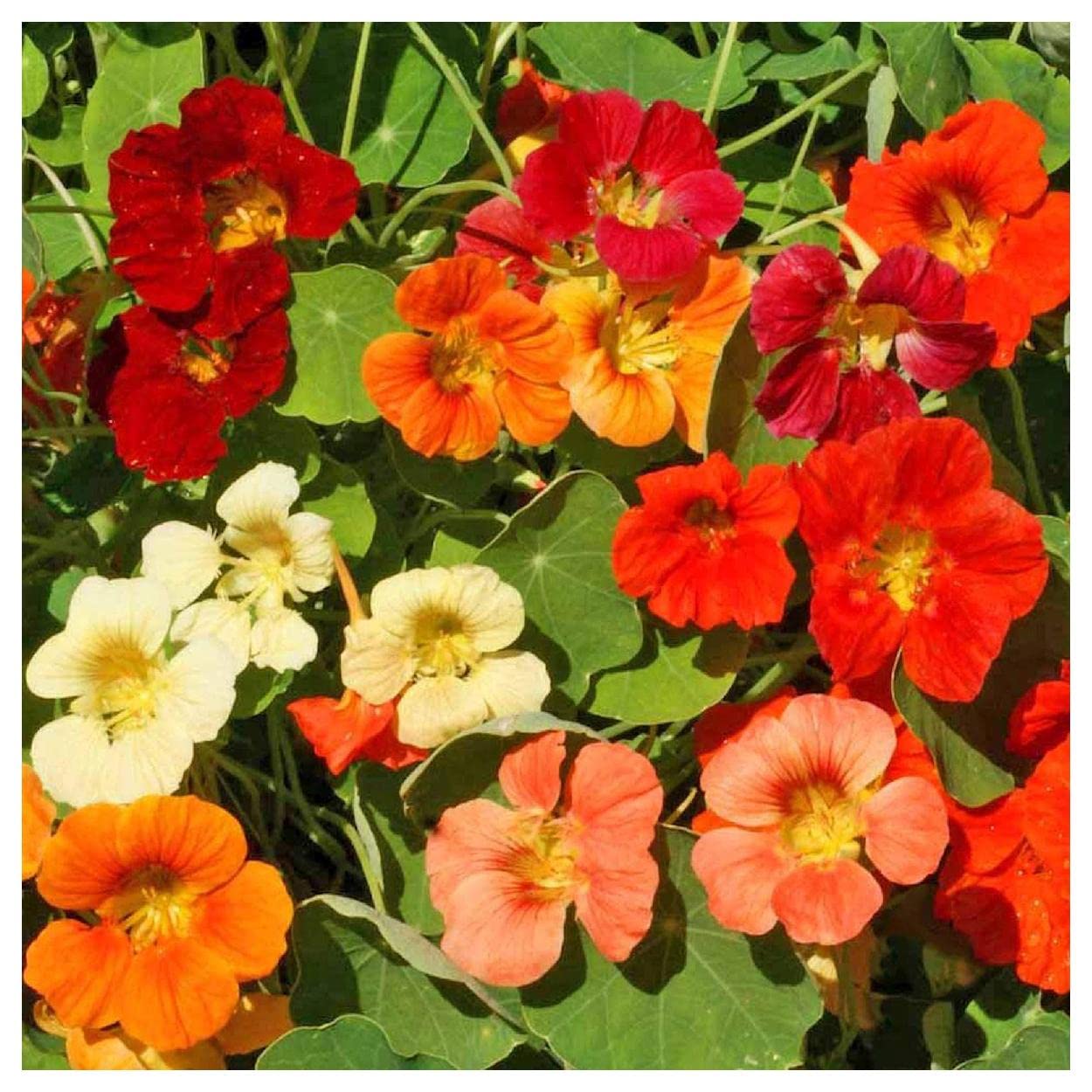 Everwilde Farms - 1 Lb Tom Thumb Mix Nasturtium Wildflower Seeds - Gold Vault Packaging - Perfect for Garden Borders, Containers & Edible Landscaping