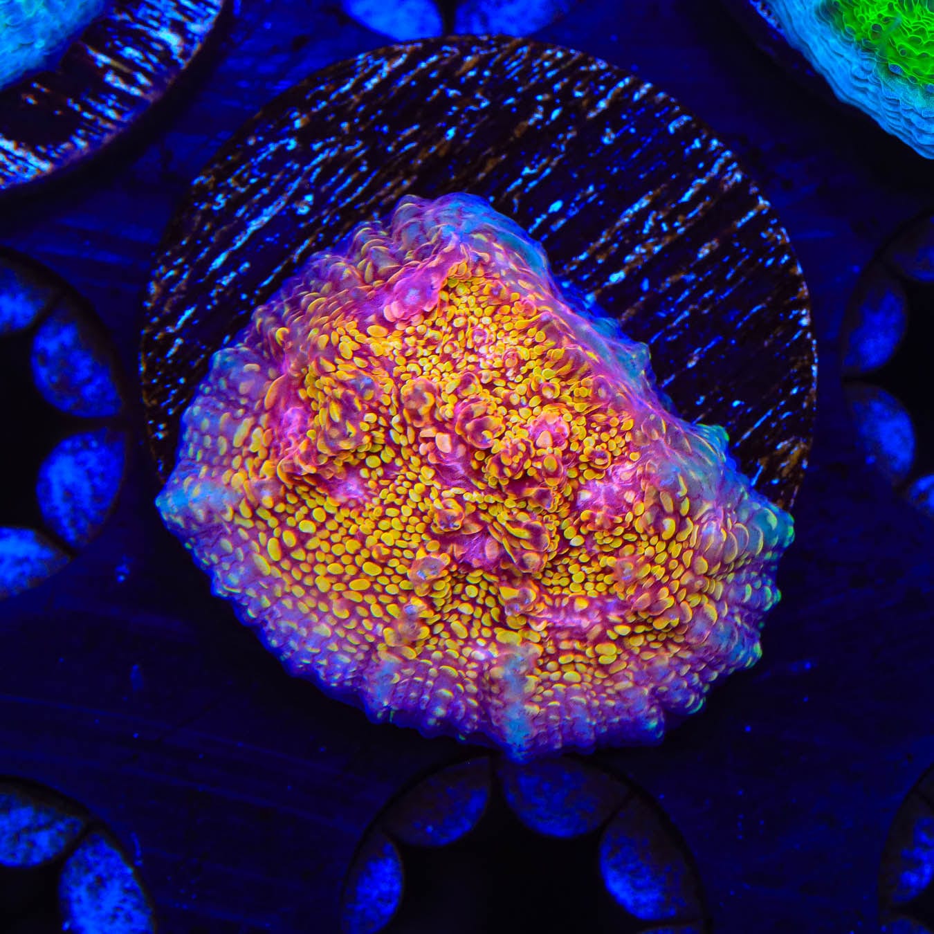 CB El Diablo Chalice Coral - Vibrant Aquarium Coral for Saltwater Reef Tanks | Perfect for Coral Propagation and Reef Aquascaping