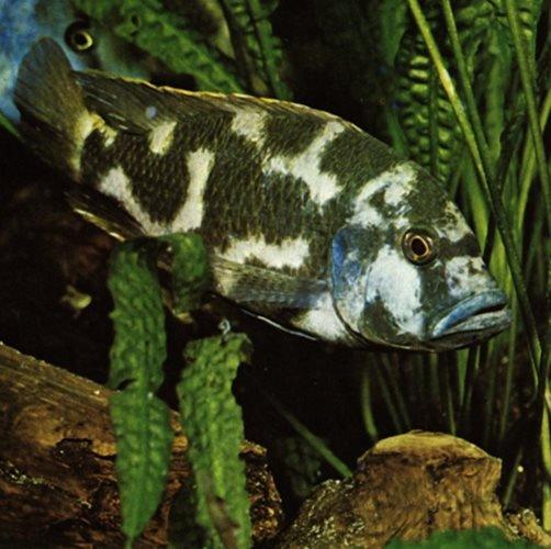 Nimbochromis Livingstonii Cichlid - 9cm Freshwater Fish for Aquarium & African Cichlid Tank Setup