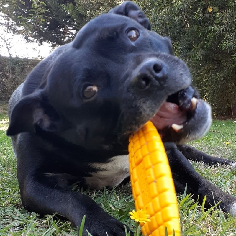 Sodapup Corn on the Cob Dog Chew Toy - Natural Long-Lasting Treat for Medium & Large Dogs - Perfect for Teething, Dental Health & Playtime