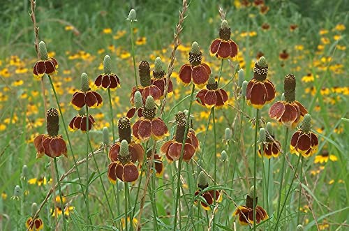 Ratibida Columnaris Mexican Hat Wildflower Seeds (100 Pack) - Native Drought-Tolerant Perennial for Gardens, Pollinators & Landscaping | Attracts Butterflies & Bees