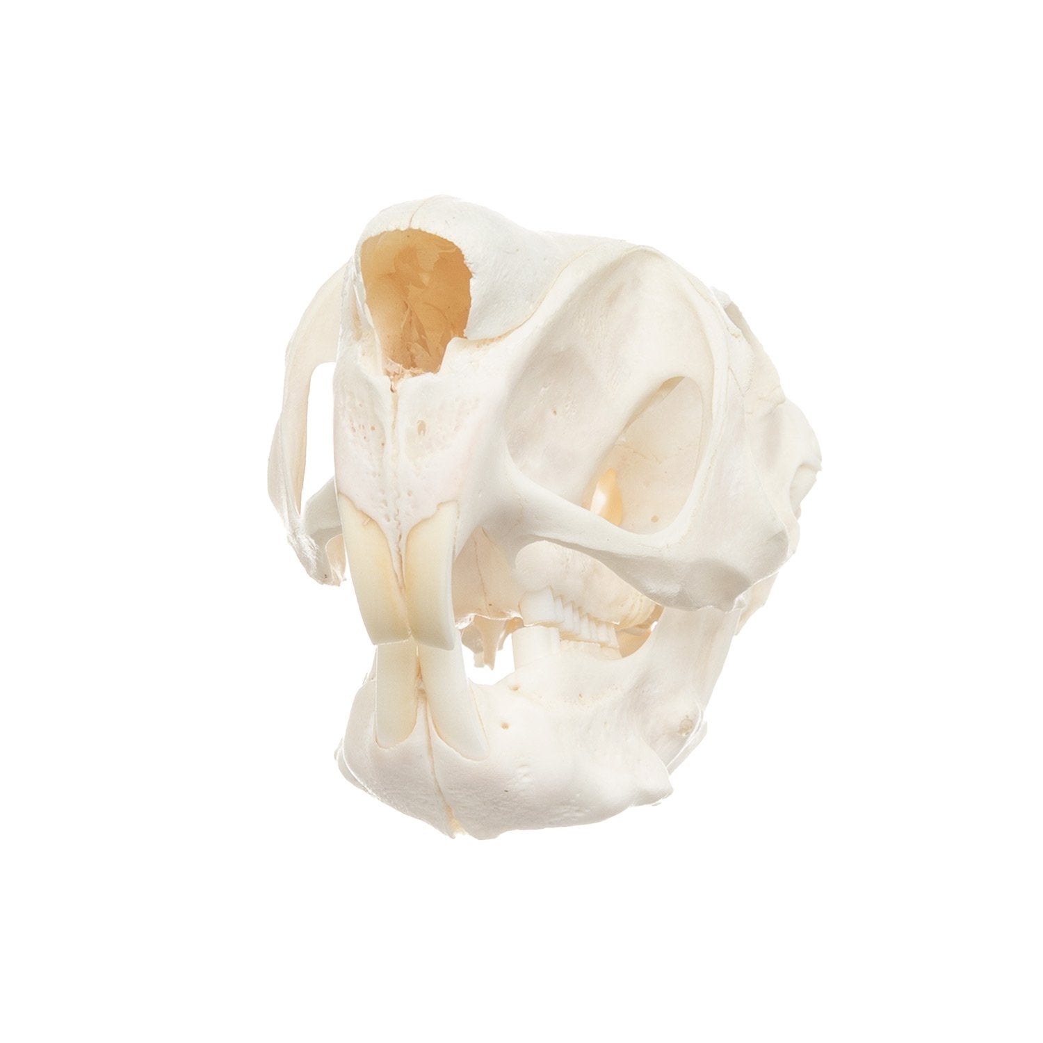 Real Springhare Skull - Authentic Taxidermy Specimen for Collectors, Home Decor & Gothic Display | Perfect for Oddity Cabinets, Halloween Decor & Unique Gifts