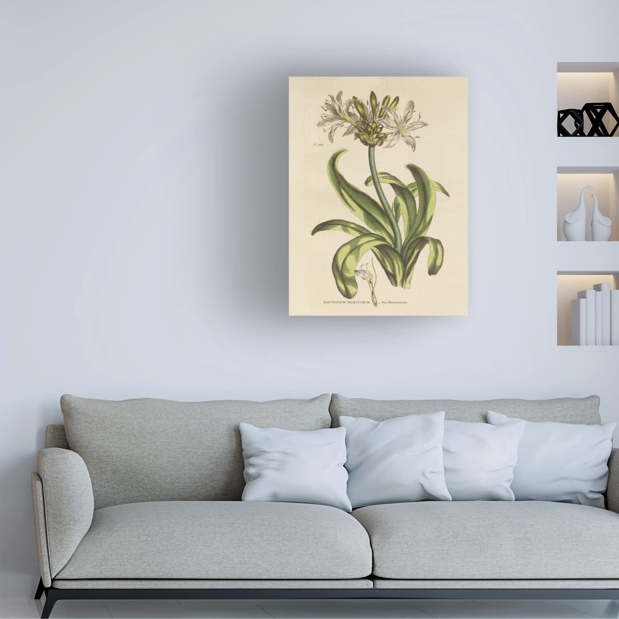 Trademark Fine Art 'Herbal Botanical XX' Canvas Wall Art Print by Wild Apple - Nature Inspired Home Decor for Living Room, Bedroom & Office