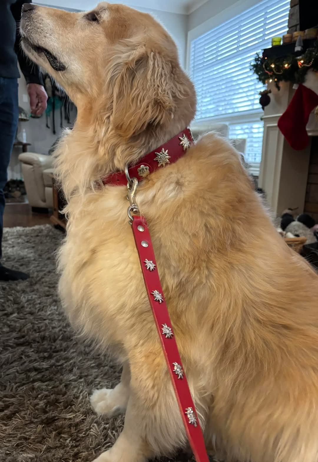 Premium Swiss Edelweiss Dog Leash - Durable, Adjustable & Stylish Pet Walking Accessory for Small, Medium & Large Dogs - Perfect for Hiking, Jogging & Daily Walks