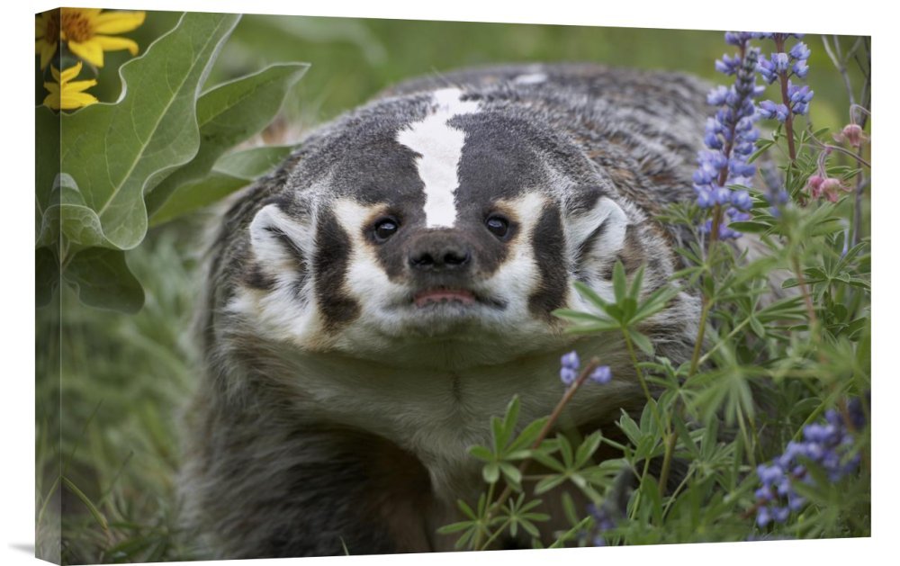 Tim Fitzharris American Badger Amid Lupine North America Canvas Wall Art Print | Gallery Wrap Giclee | Wildlife Home Decor | Perfect for Living Room, Bedroom & Office Decor