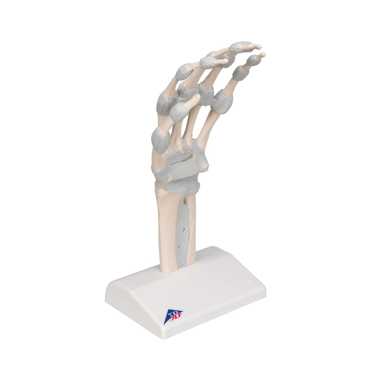 Hand Skeleton Model with Elastic Ligaments - Anatomical Study Tool for Medical Students & Doctors - Perfect for Classroom, Lab & Medical Office Use