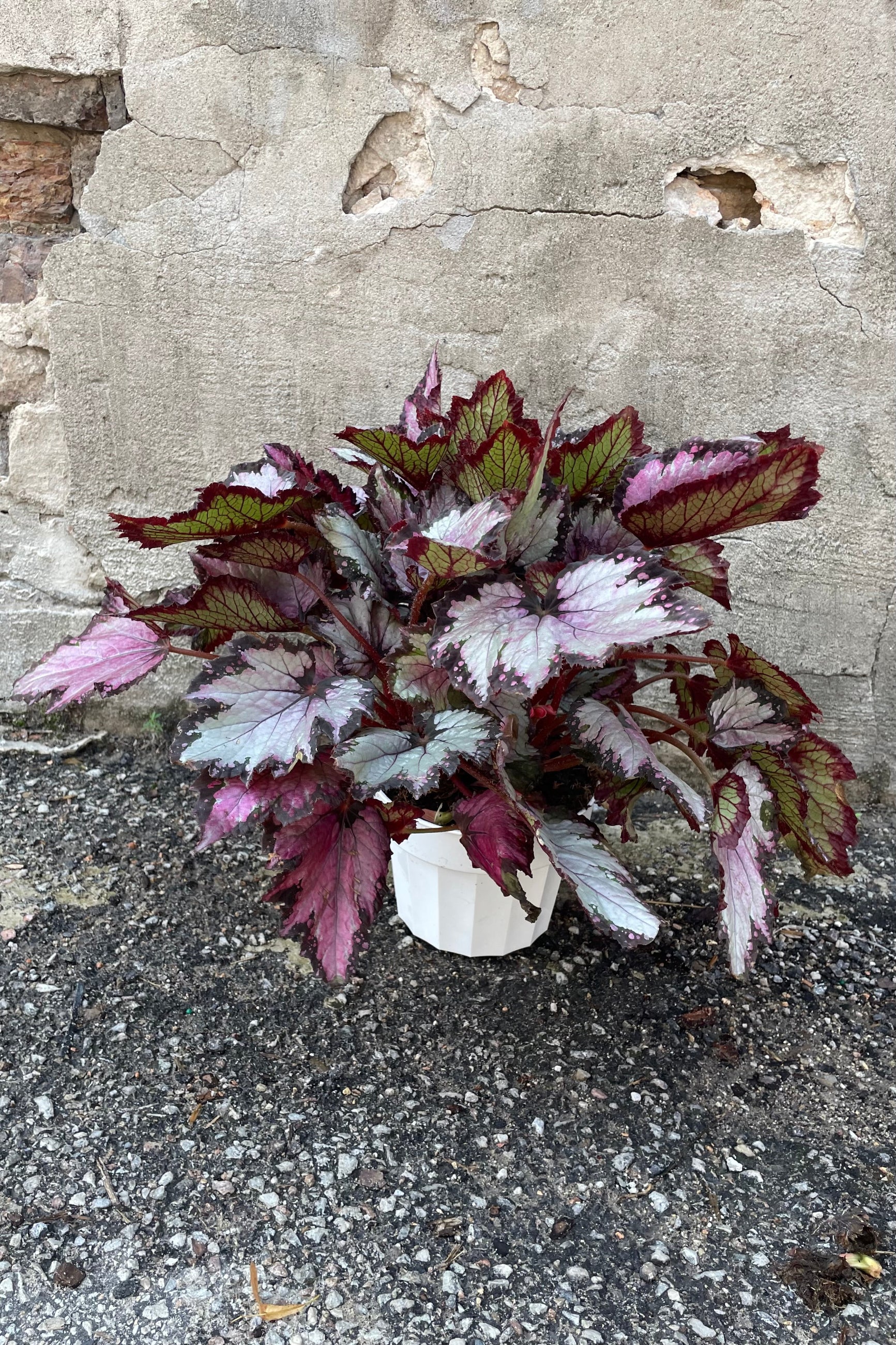Buy Rex Begonia Cultorum - 6 Pack Live Plants for Indoor & Outdoor Gardening | Perfect for Home Decor, Office Spaces & Gift Ideas