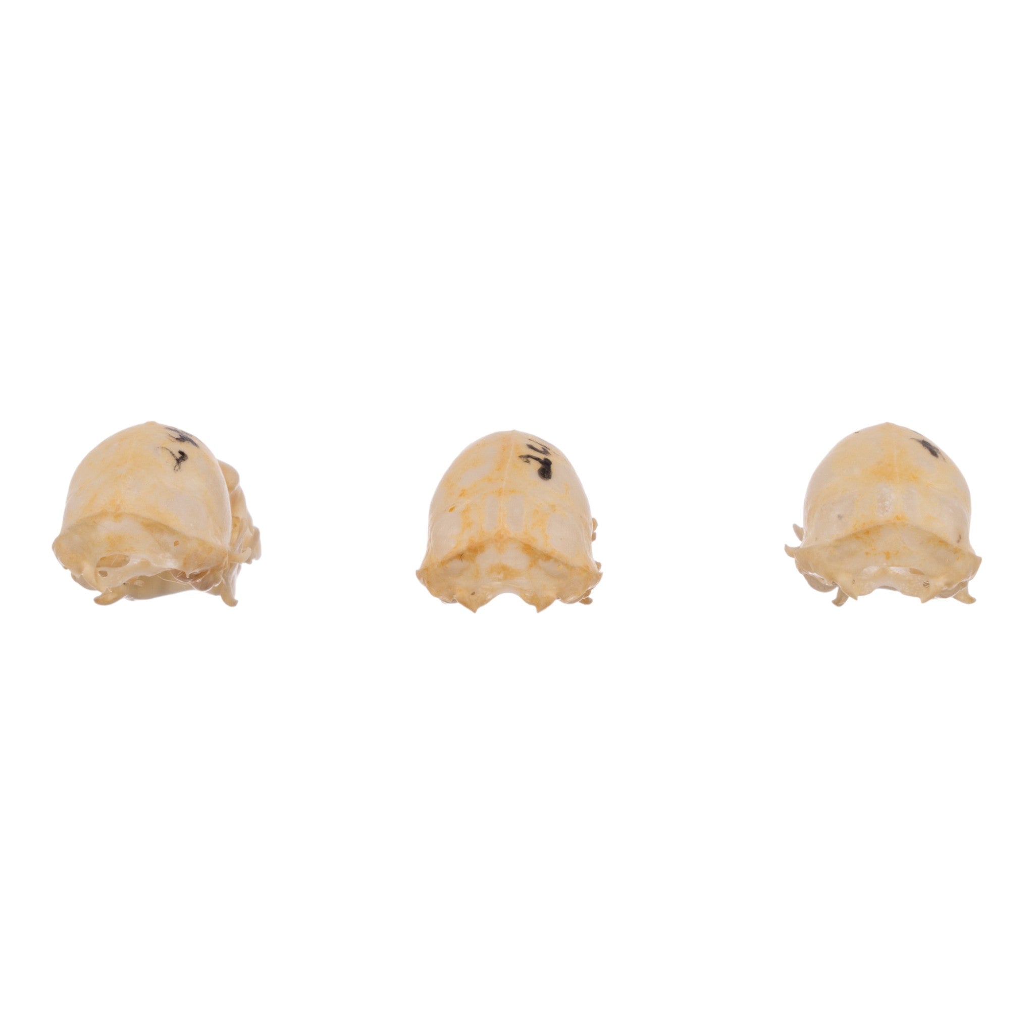 Authentic Seba's Short-Tailed Bat Skull Specimen - Real Bone Taxidermy for Science & Collectors | Perfect for Halloween Decor, Gothic Display & Biology Education