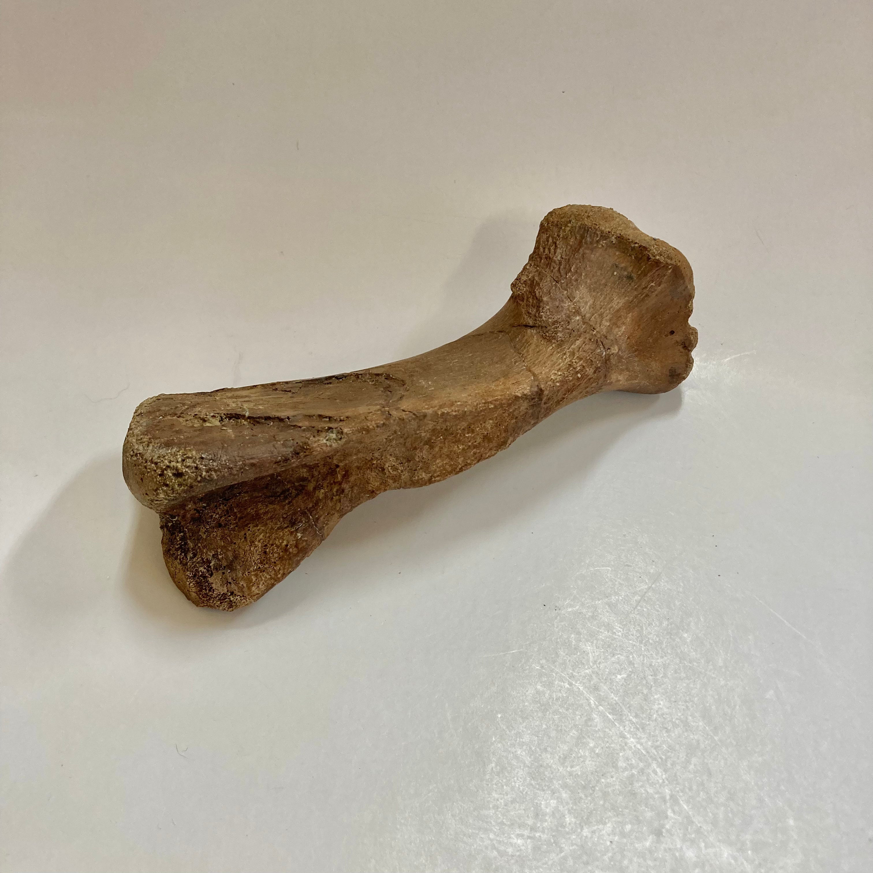 Authentic Thescelosaurus Metatarsal Toe Bone Fossil - Rare Dinosaur Relic for Collectors & Paleontology Enthusiasts | Perfect for Museum Displays, Educational Projects & Home Decor
