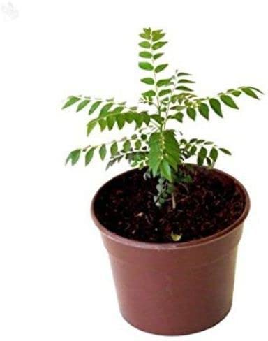 UGALOO Curry Leaf Plant (Murraya Koenigii) - Live Herb Plant in Black Pot, Sweet Neem for Cooking | Perfect for Indian Cuisine, Home Gardening & Organic Herbs