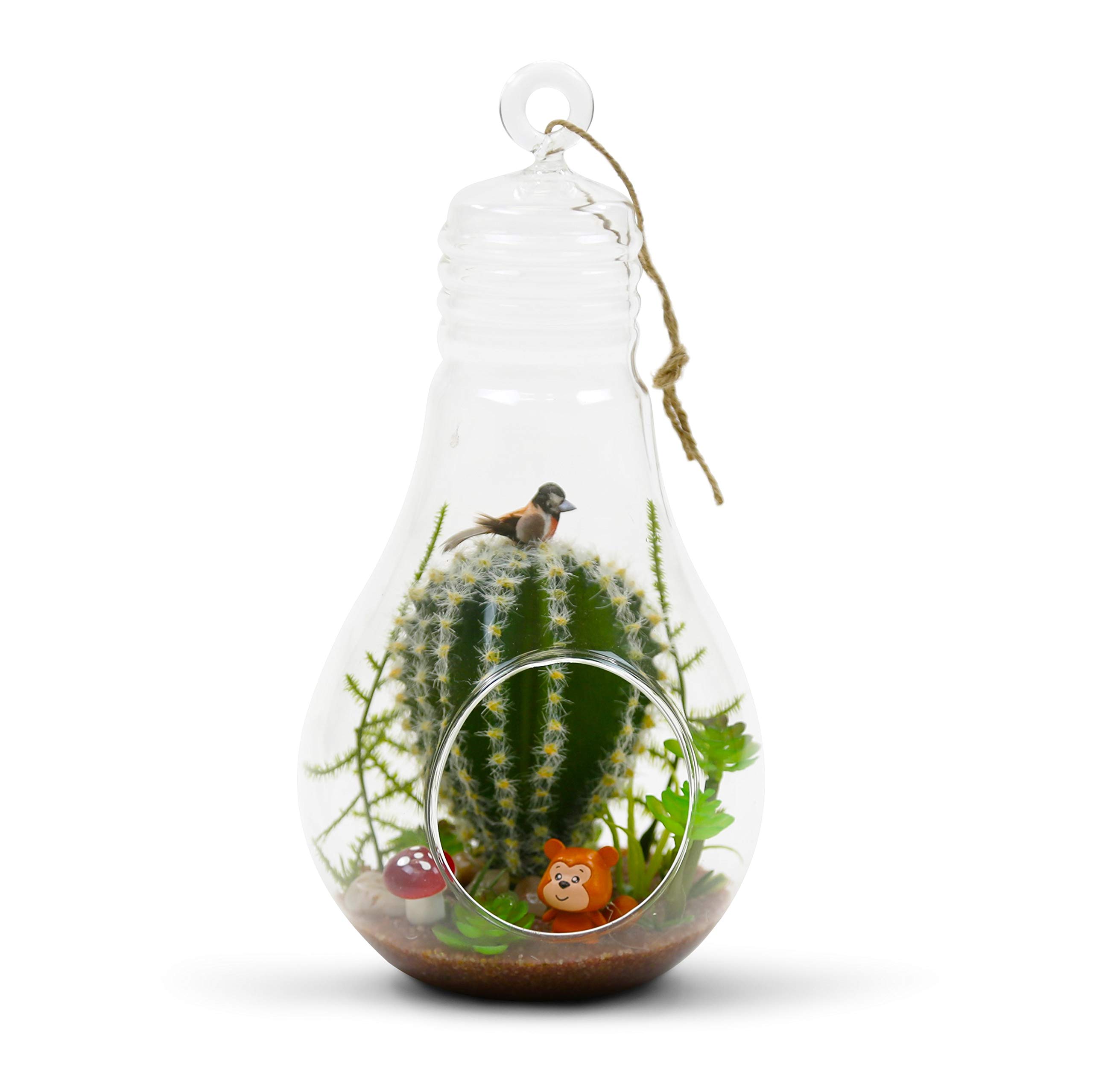 WGV Hanging Glass Terrarium for Air Plants & Succulents - 3.5
