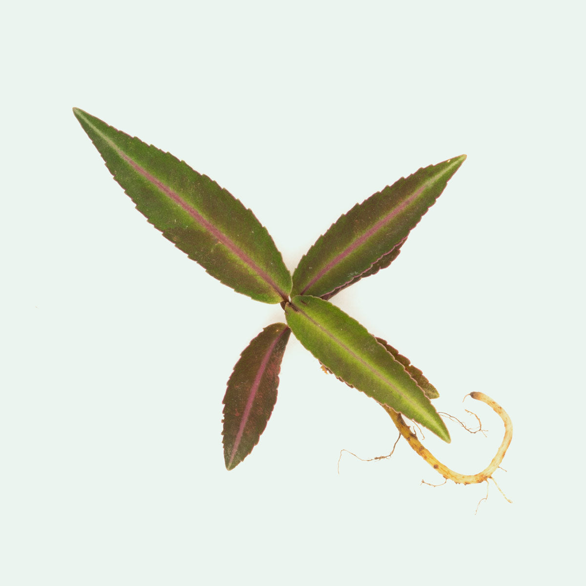 Ardisia Sp Pink Line Type 1 - Rare Tropical Houseplant for Home & Office Decor | Perfect for Indoor Gardens, Terrariums & Gift Giving