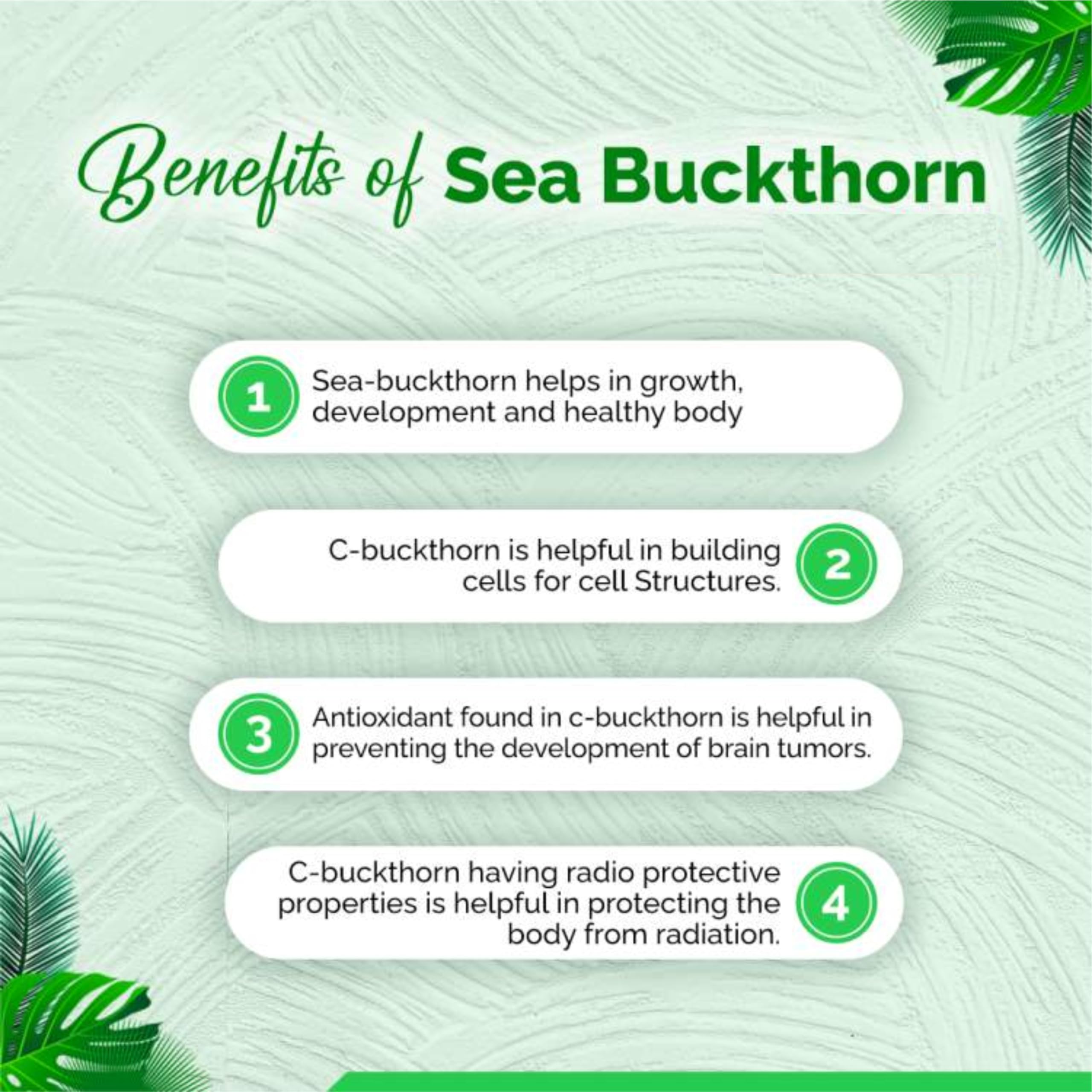 Himalayan Sea Buckthorn Berries Powder - 100% Pure, Natural, Rich in Omega 3, Vitamin E & C - 100g - Boost Immunity & Skin Health - Perfect for Smoothies, Yogurt & Baking