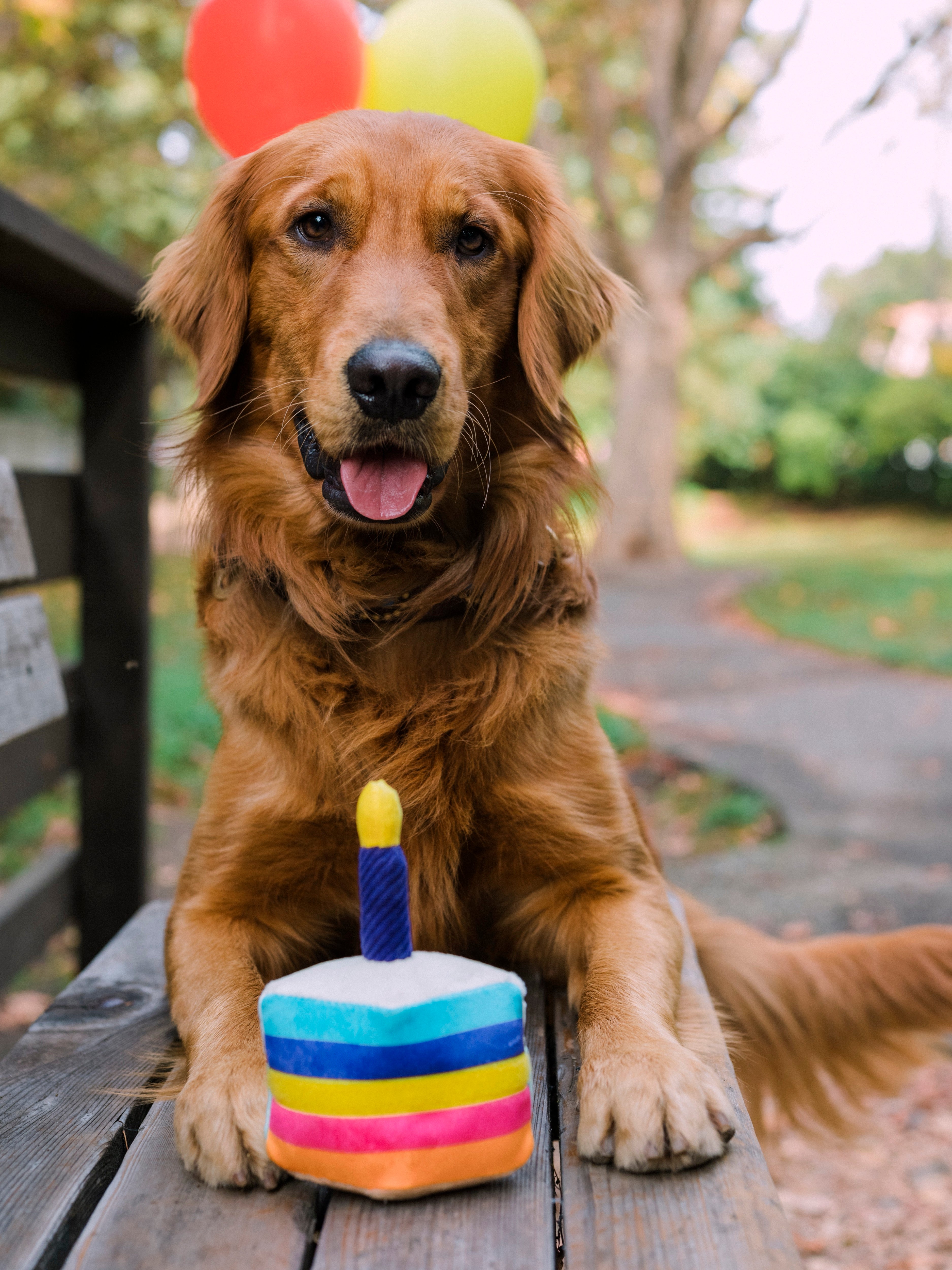 El Pastel Bone Appetit Dog Toy Plush Chew Toy for Small & Large Dogs | Pet P.L.A.Y. Party Time™ - Perfect for Birthday Celebrations, Playtime & Training Rewards