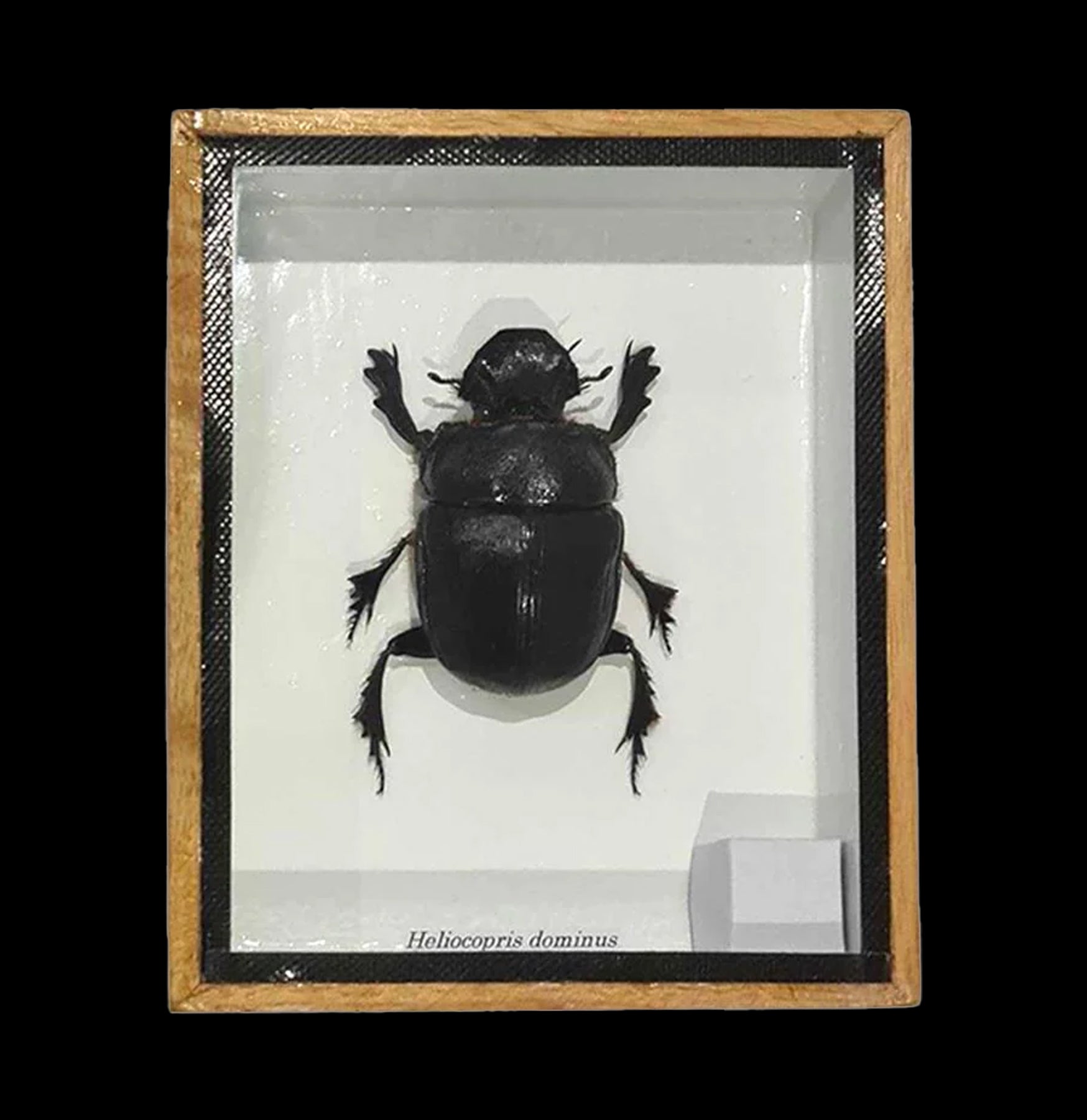 Shadowbox Framed Dung Beetle Specimen - Real Insect Display for Home Decor, Entomology Collection & Unique Gift Idea - Perfect for Nature Lovers, Science Classrooms & Gothic Decor