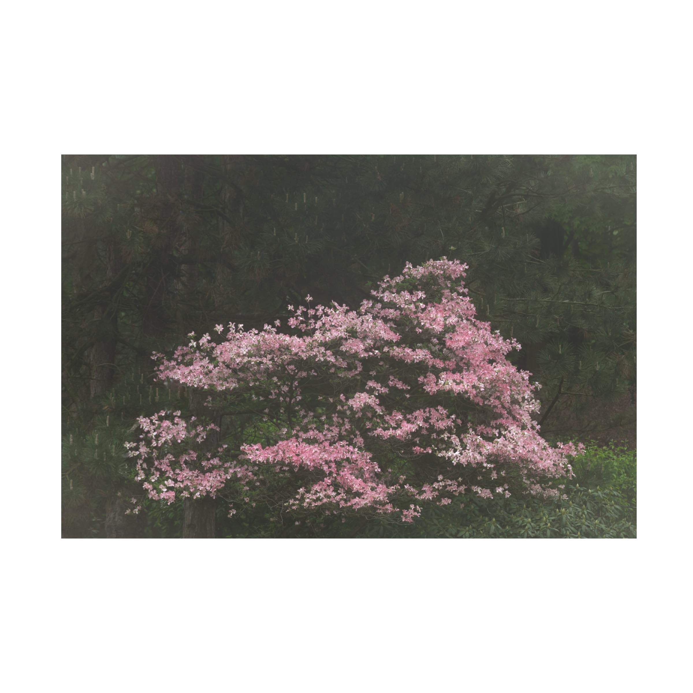 Kurt Shaffer 'Pink Dogwood In The Fog' Fine Art Canvas Print - Nature Photography Wall Decor for Living Room, Bedroom & Office