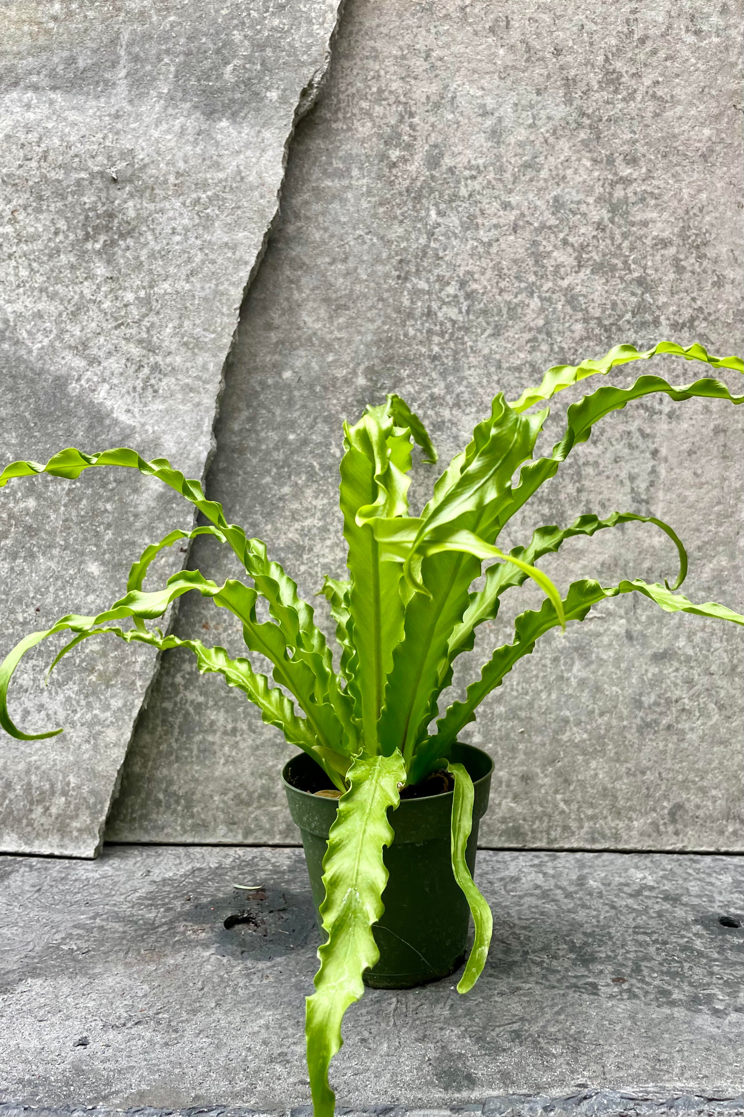Asplenium Antiquum 'Victoria' - 4 Inch Japanese Bird's Nest Fern - Perfect for Indoor Houseplants, Office Decor, and Low Light Spaces