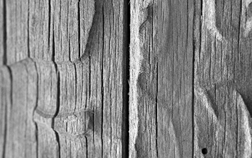 Dead Wood