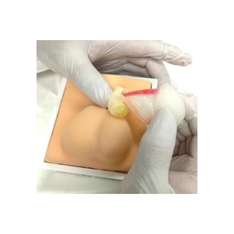 Dog Neutering Training Model - Veterinary Practice Tool for Canine Spay/Neuter Surgery Simulation | Ideal for Vet Students & Professionals