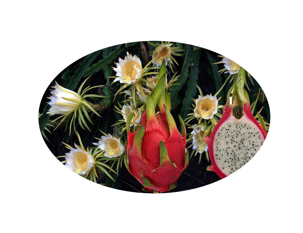 Dragon Fruit Plant (Hylocereus Undatus) - 4 Inch Starter Pot with Green & White Flowers | Fresh Pitahaya Fruit Production | Home Garden, Indoor Decor, or Gift Idea