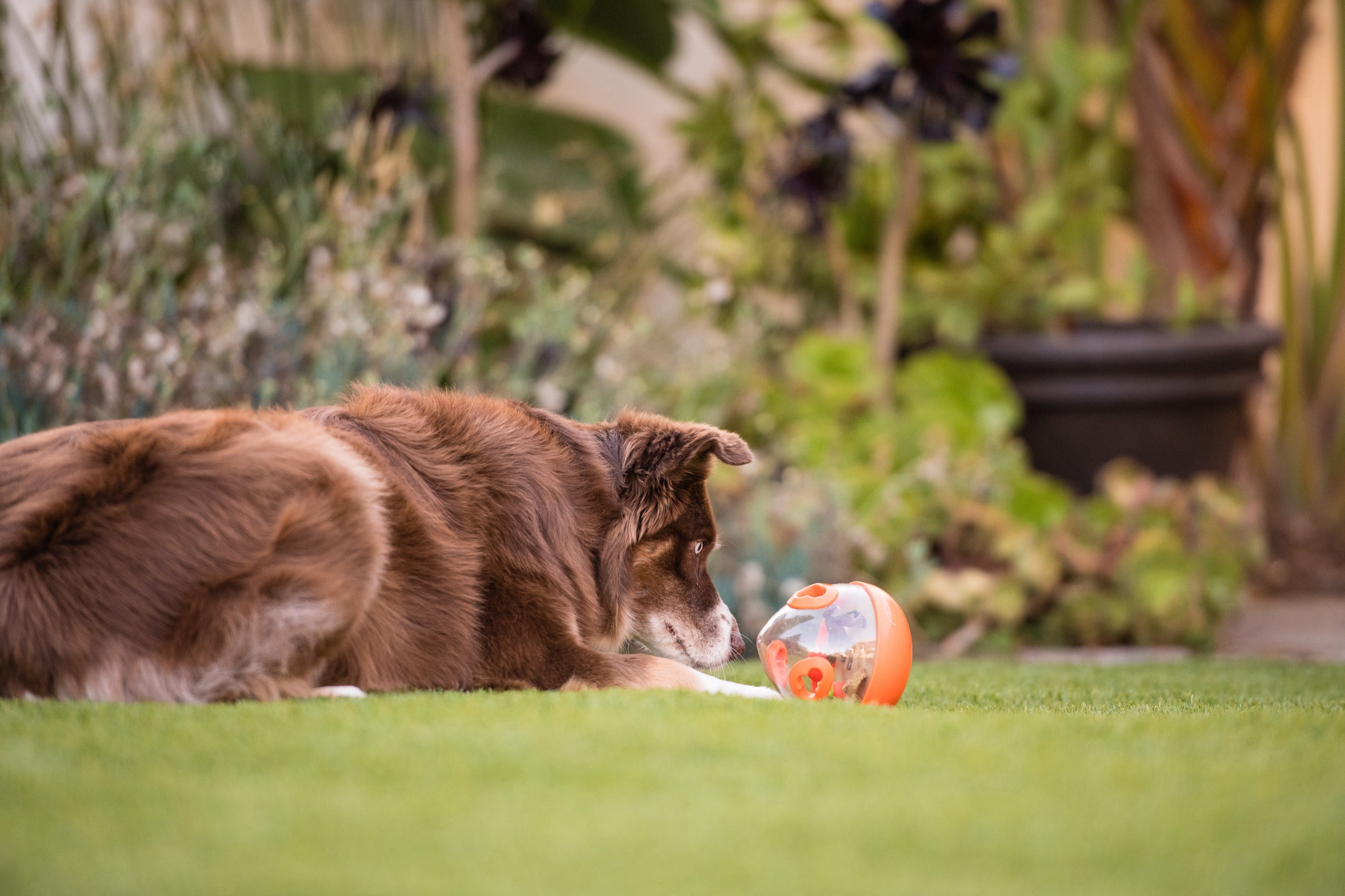 Interactive Wobble Ball Dog Toy with Treat Dispenser - Orange | Pet P.L.A.Y. | Fun Puzzle Game for Dogs to Stay Active & Entertained