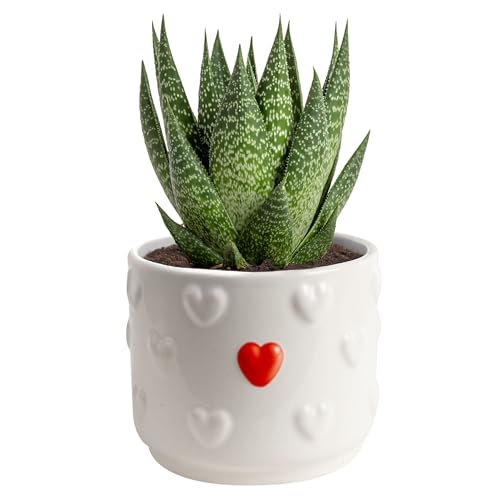 Plant Lover Décor Pot